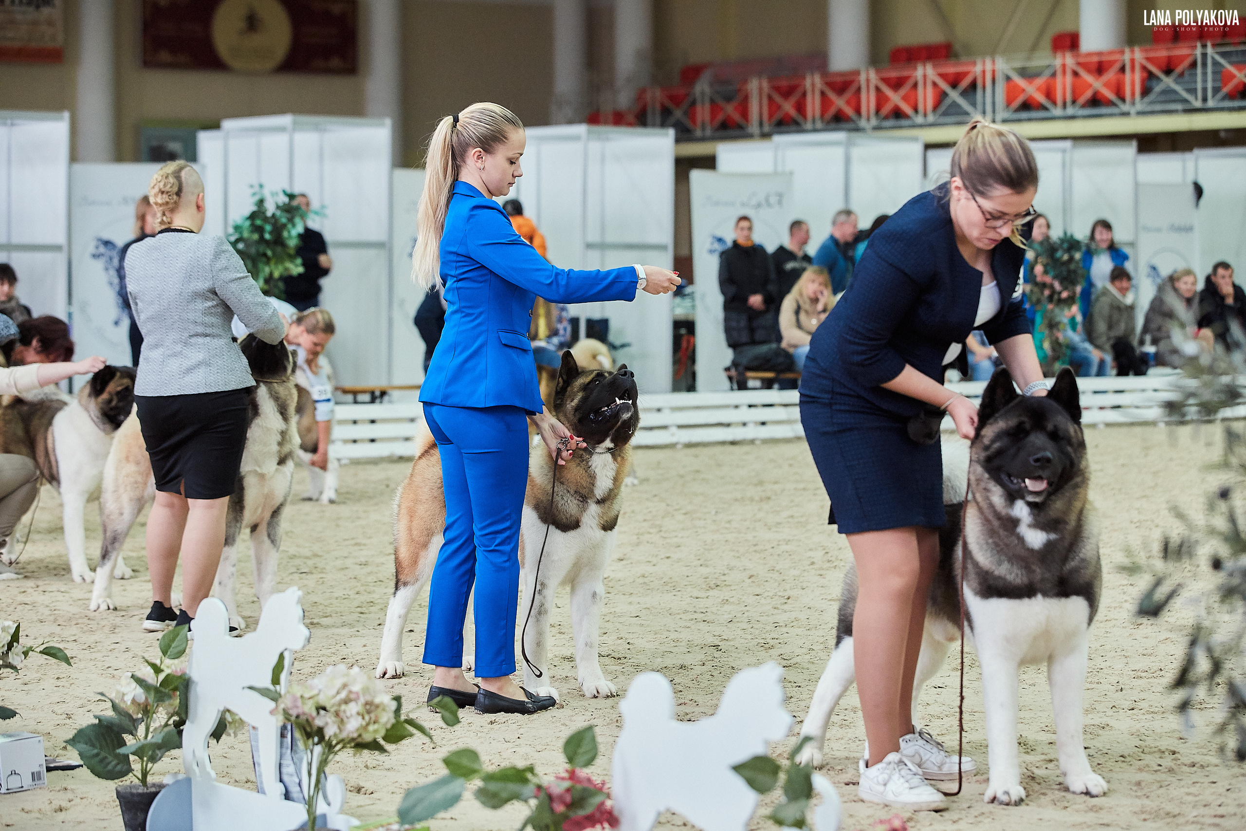 Американская акита питомник Санкт-Петербург. Gals *  IMAGINE DRAGON