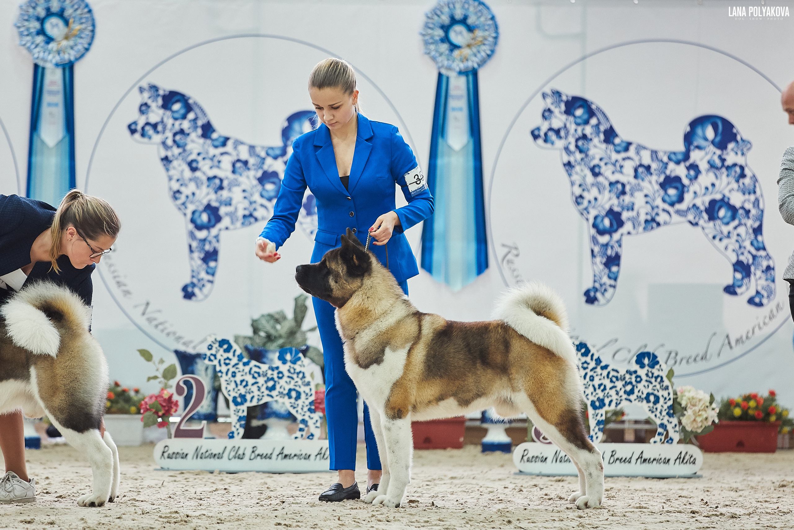 Американская акита питомник Санкт-Петербург. Gals *  IMAGINE DRAGON