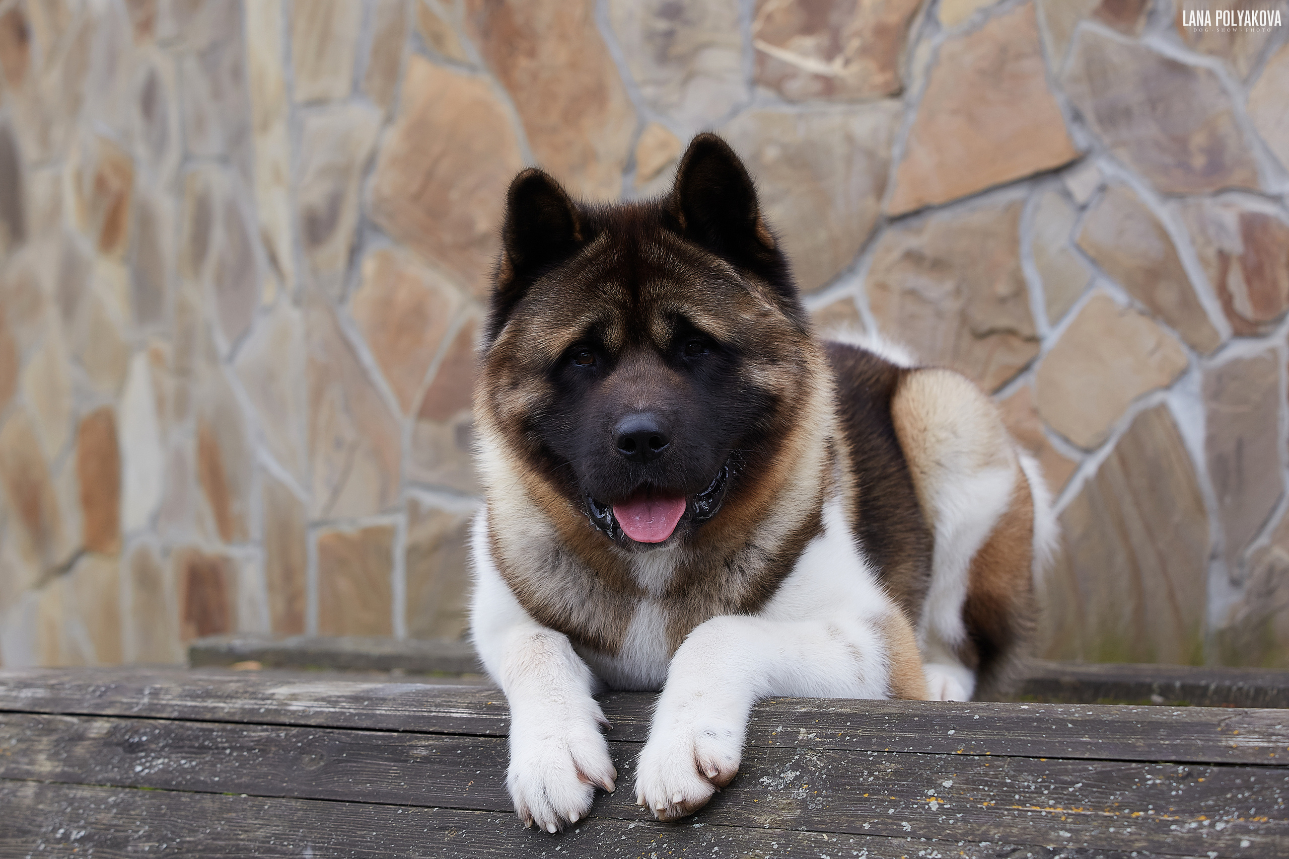 Американская акита питомник Санкт-Петербург. Gals *  IMAGINE DRAGON