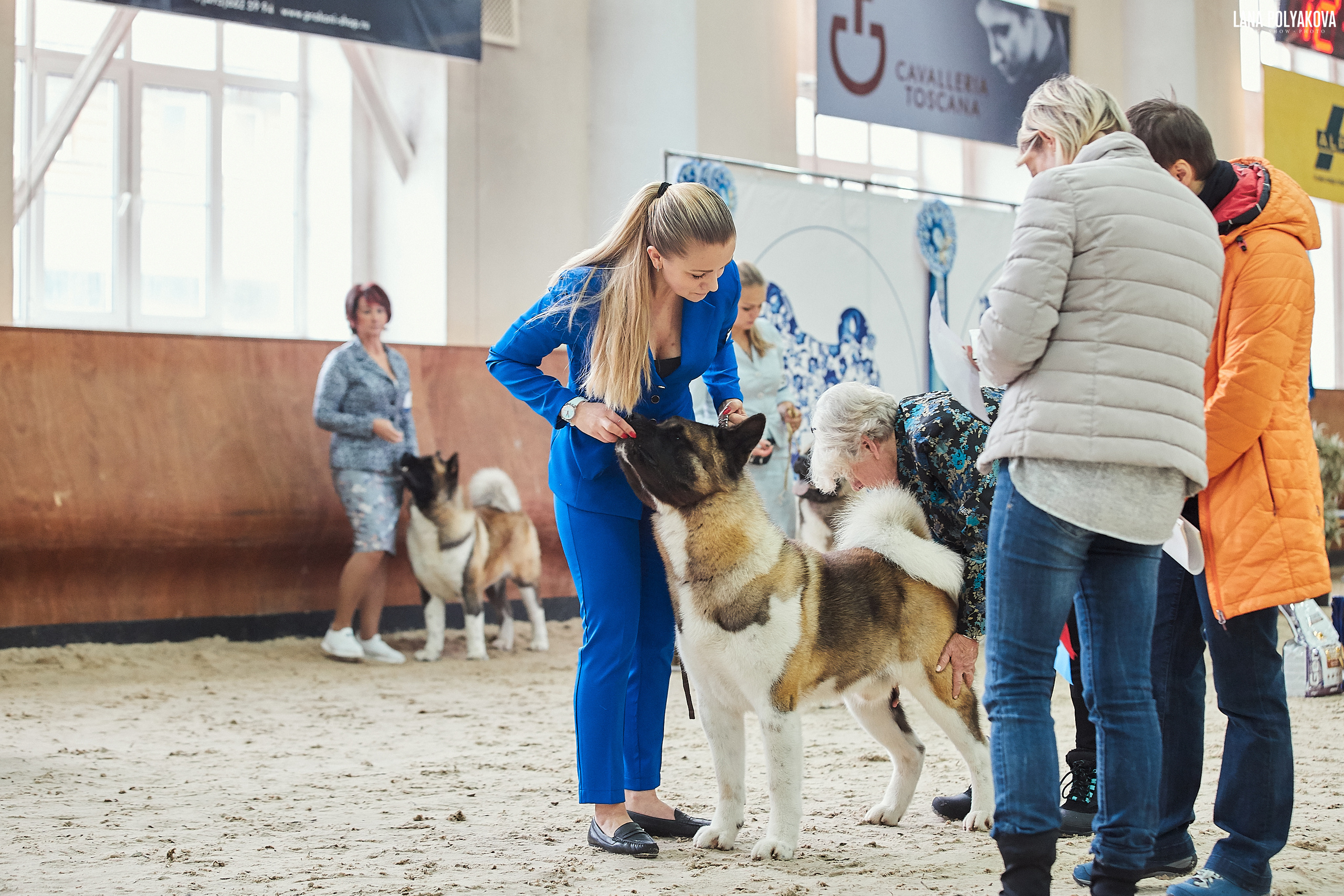 Американская акита питомник Санкт-Петербург. Gals *  IMAGINE DRAGON