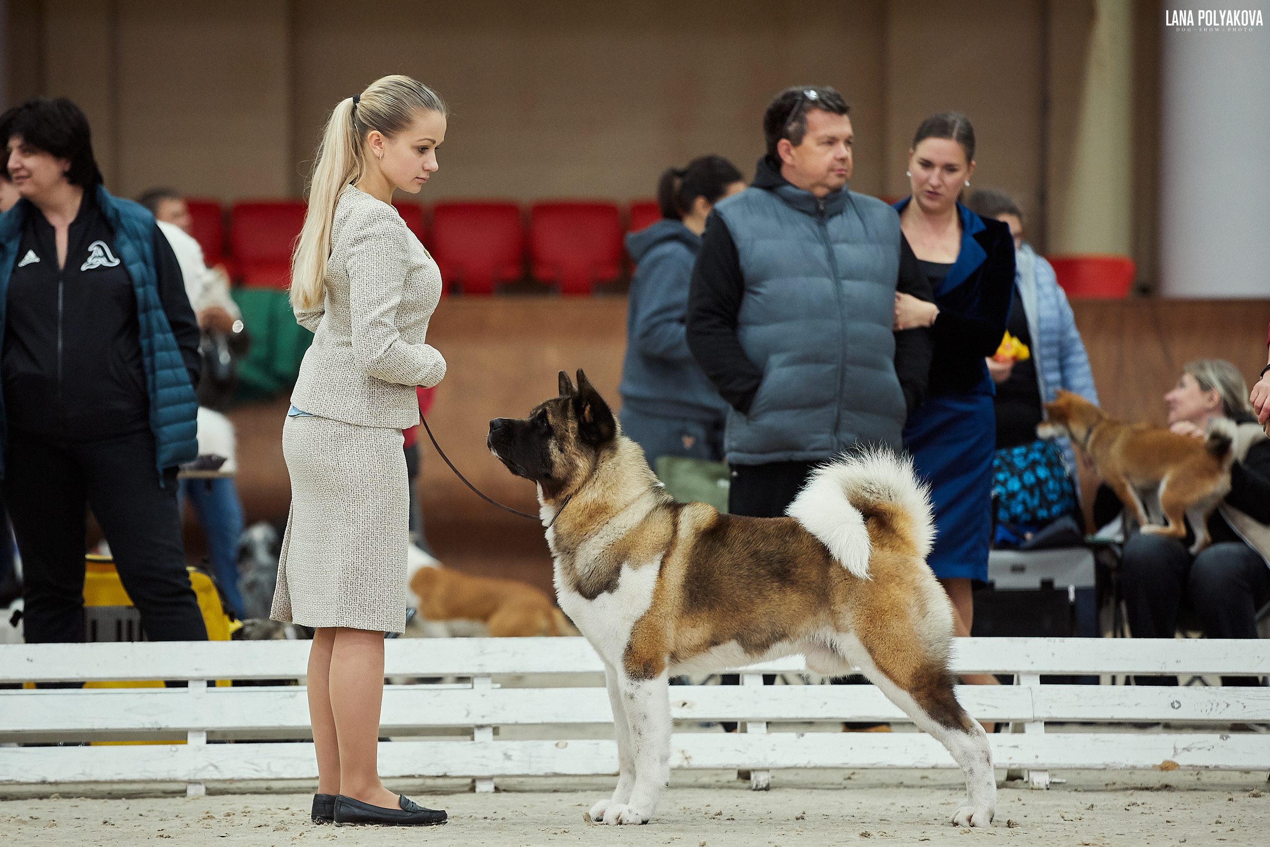 Американская акита питомник Санкт-Петербург. Gals *  IMAGINE DRAGON