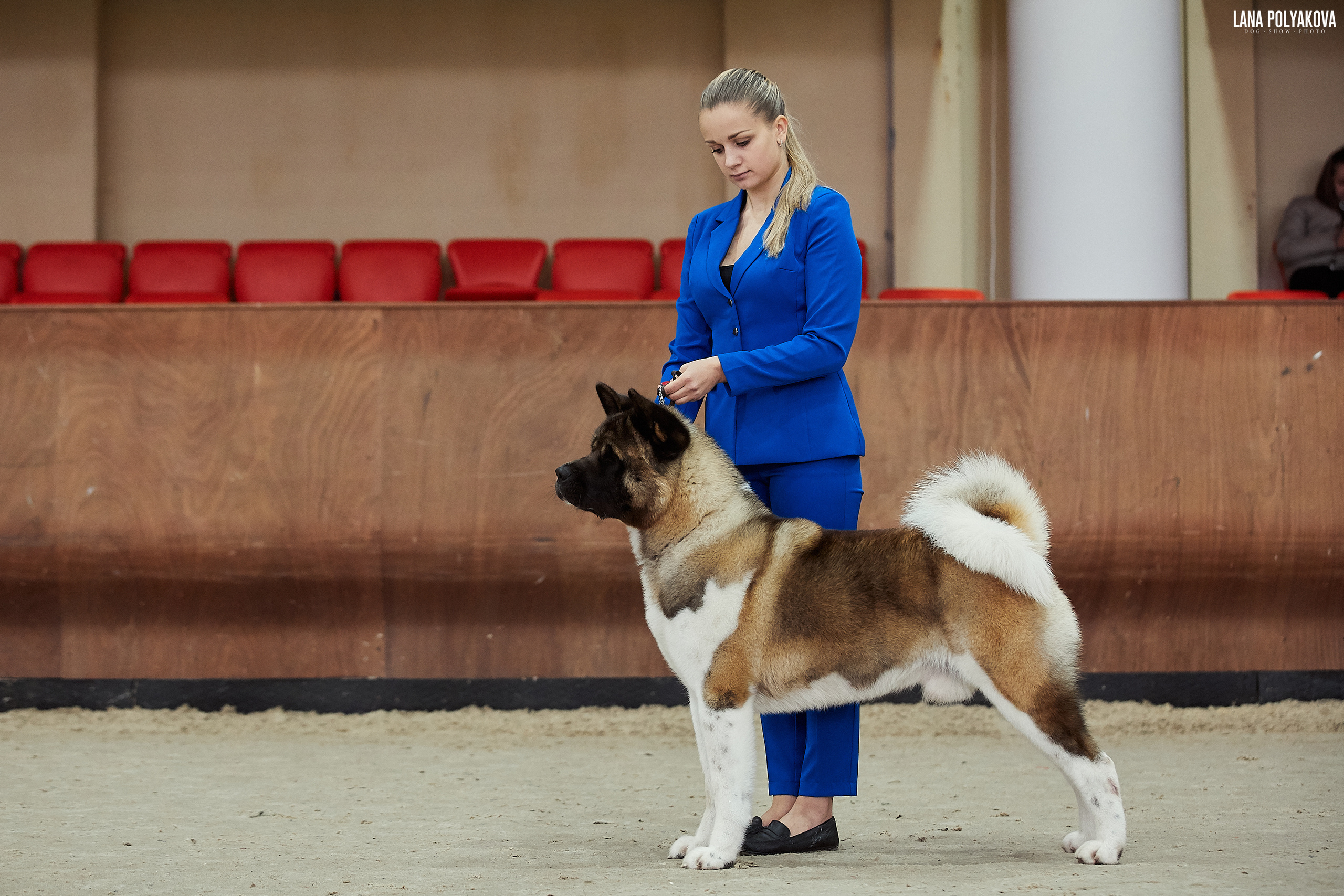 Американская акита питомник Санкт-Петербург. Gals *  IMAGINE DRAGON