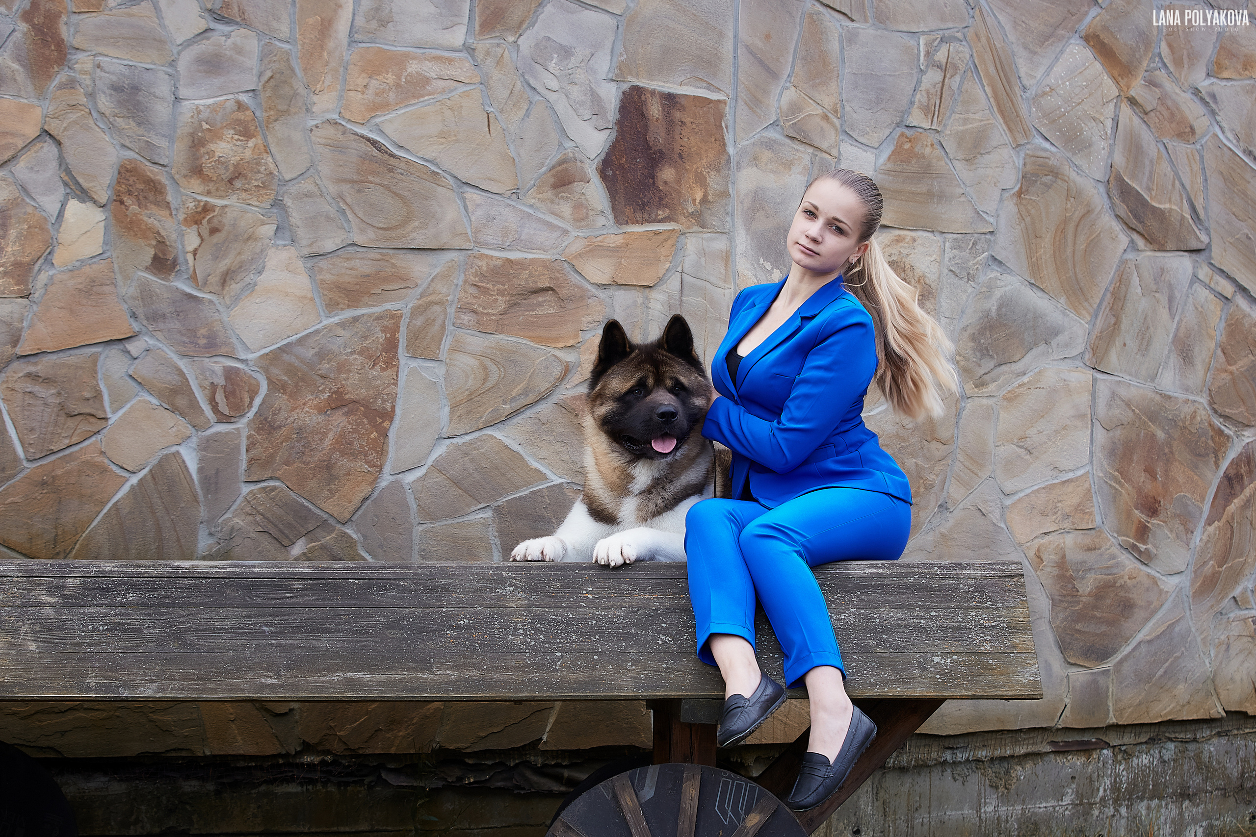 Американская акита питомник Санкт-Петербург. Gals *  IMAGINE DRAGON