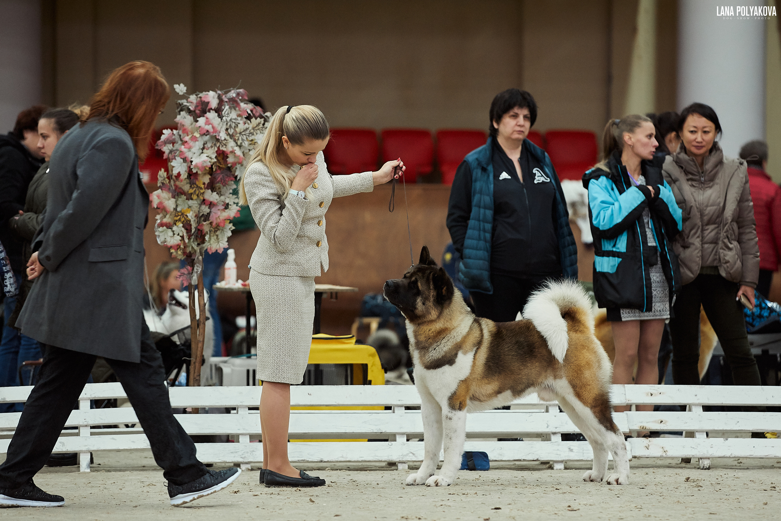 Американская акита питомник Санкт-Петербург. Gals *  IMAGINE DRAGON