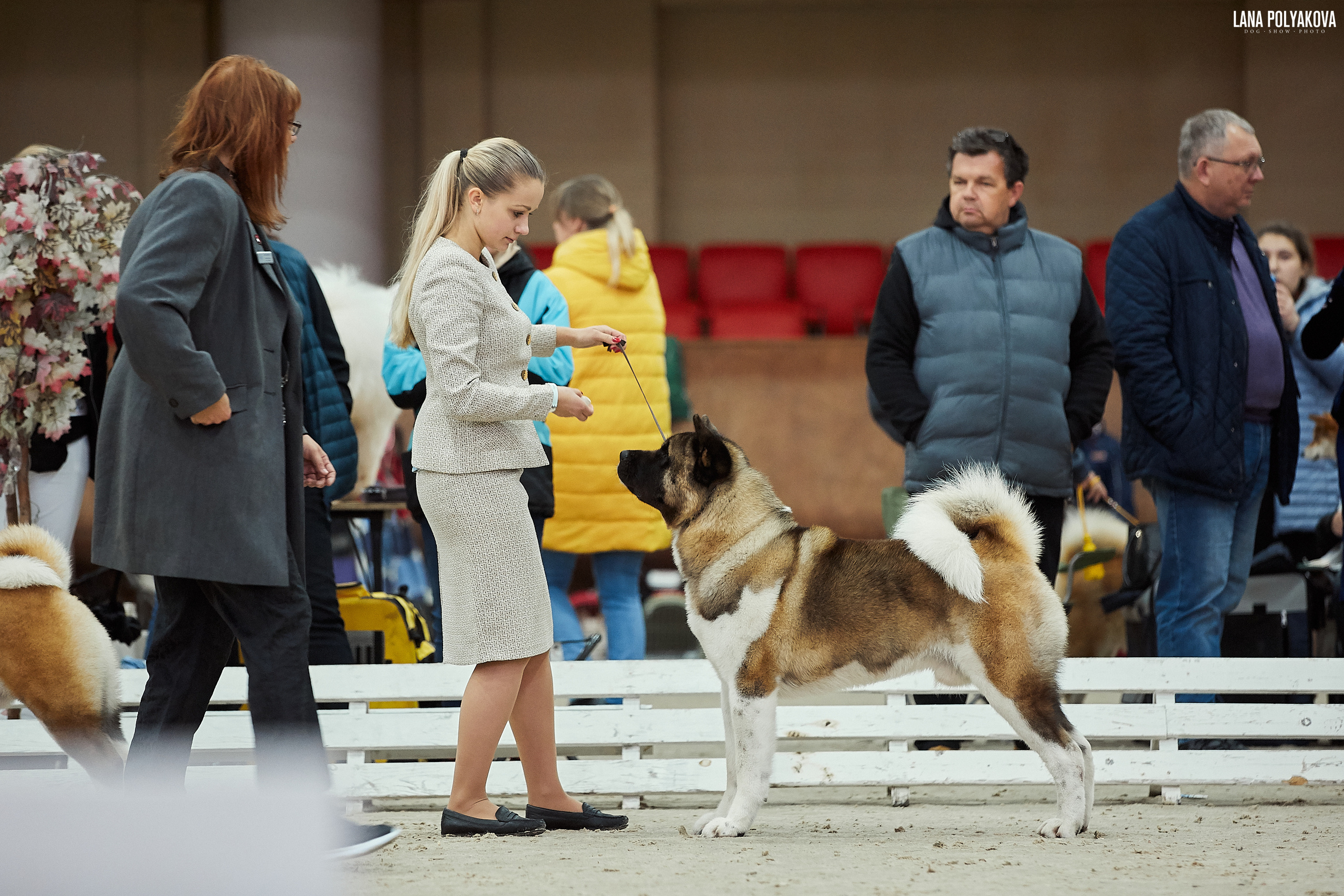 Американская акита питомник Санкт-Петербург. Gals *  IMAGINE DRAGON