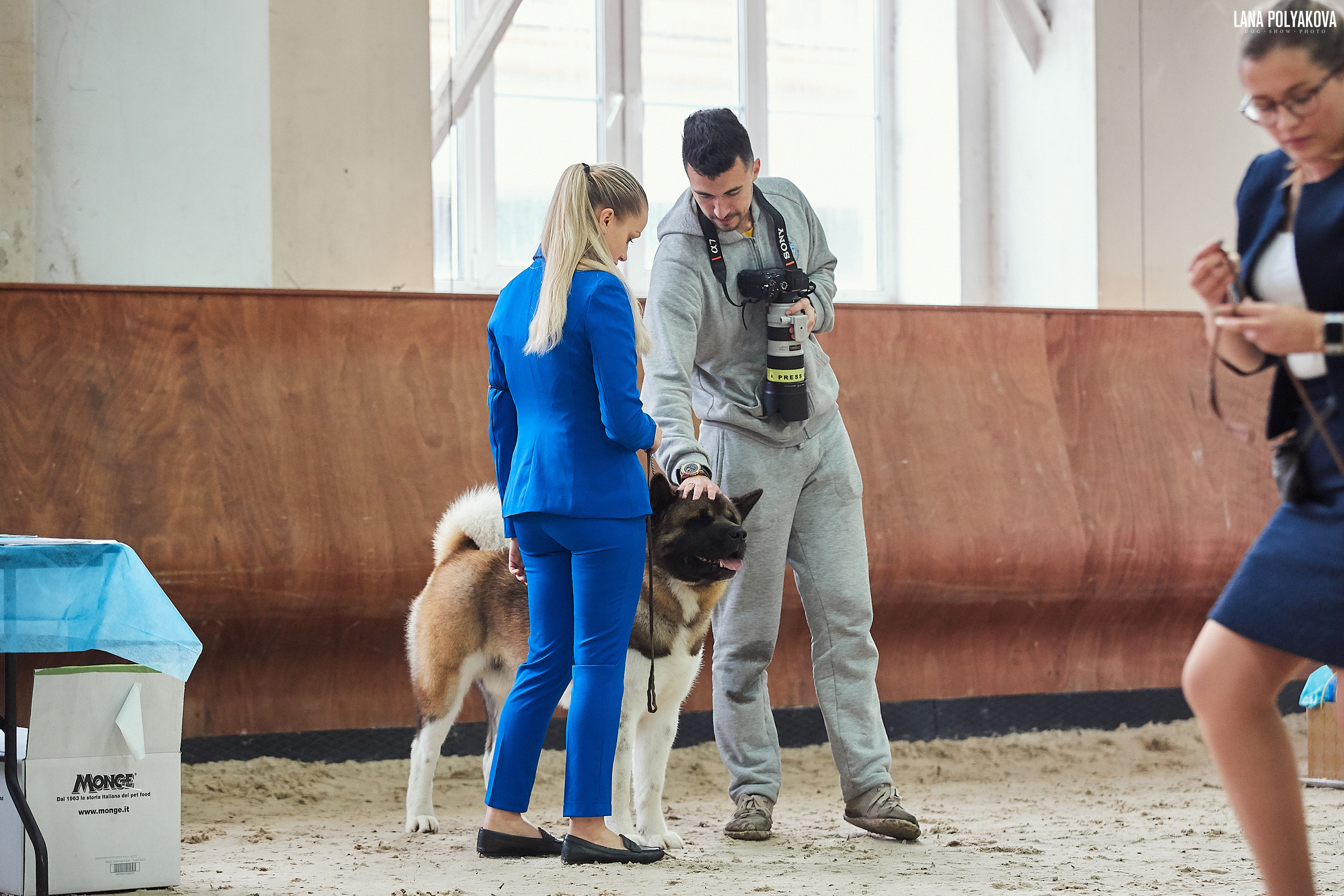 Американская акита питомник Санкт-Петербург. Gals *  IMAGINE DRAGON