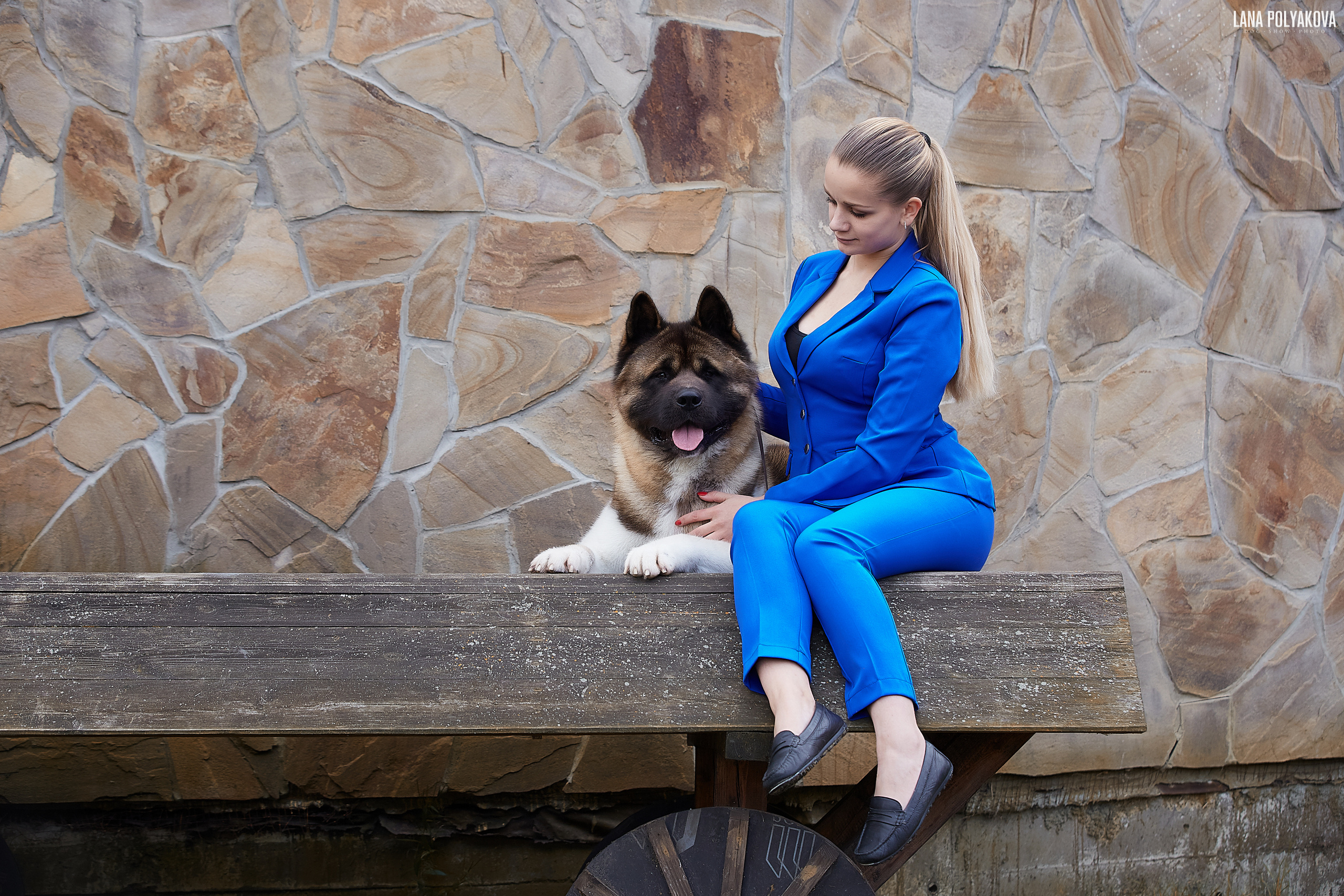 Американская акита питомник Санкт-Петербург. Gals *  IMAGINE DRAGON