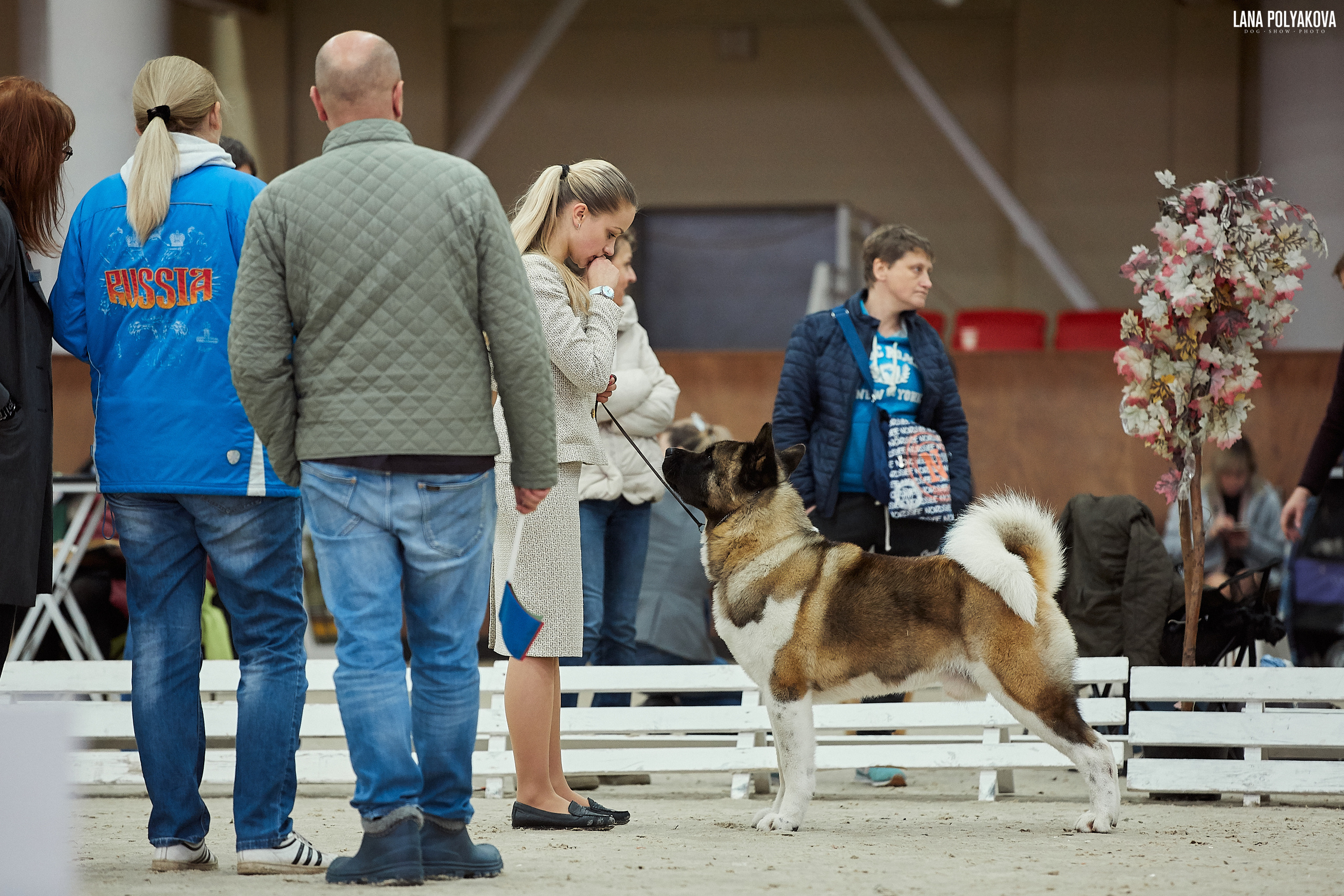 Американская акита питомник Санкт-Петербург. Gals *  IMAGINE DRAGON