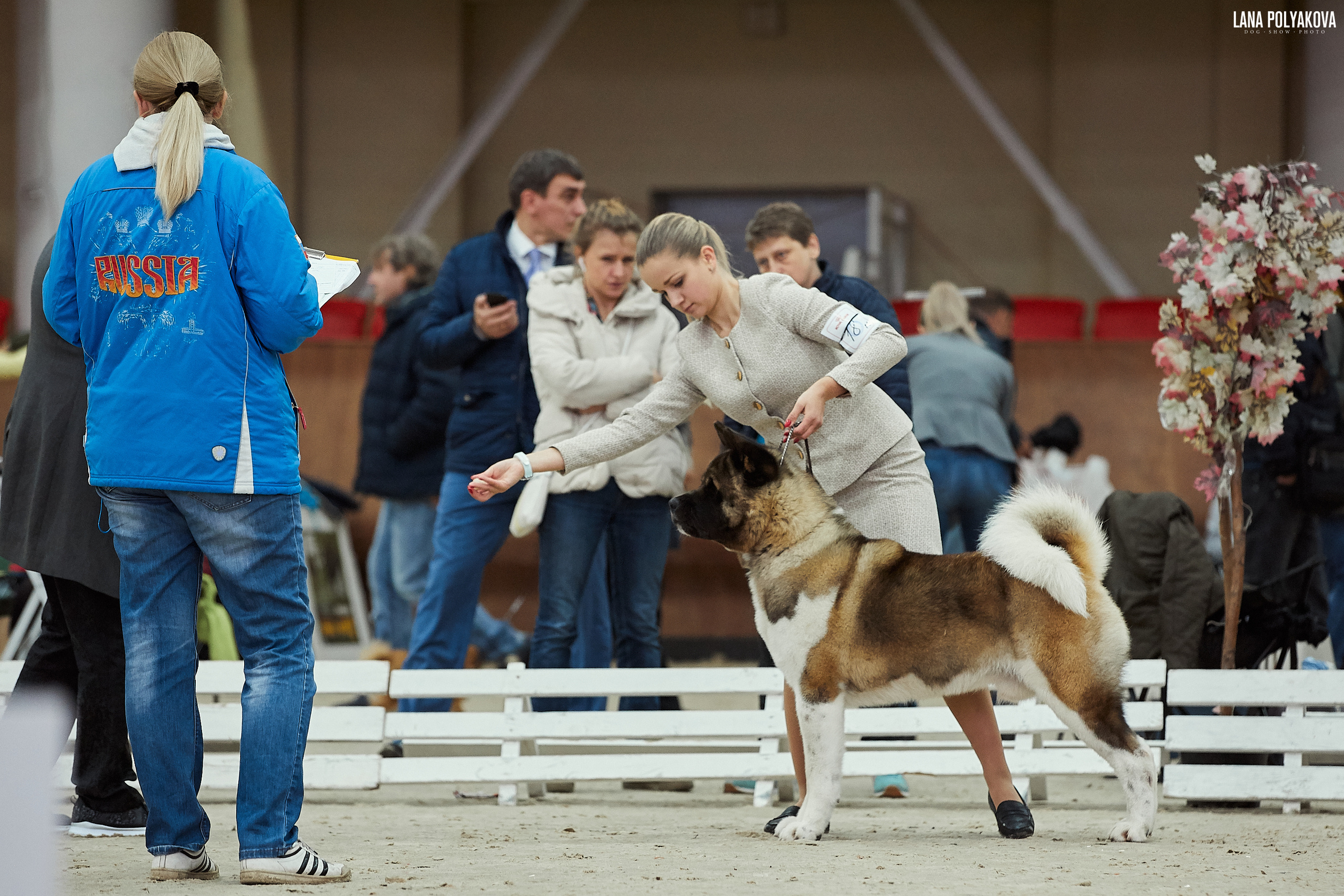 Американская акита питомник Санкт-Петербург. Gals *  IMAGINE DRAGON