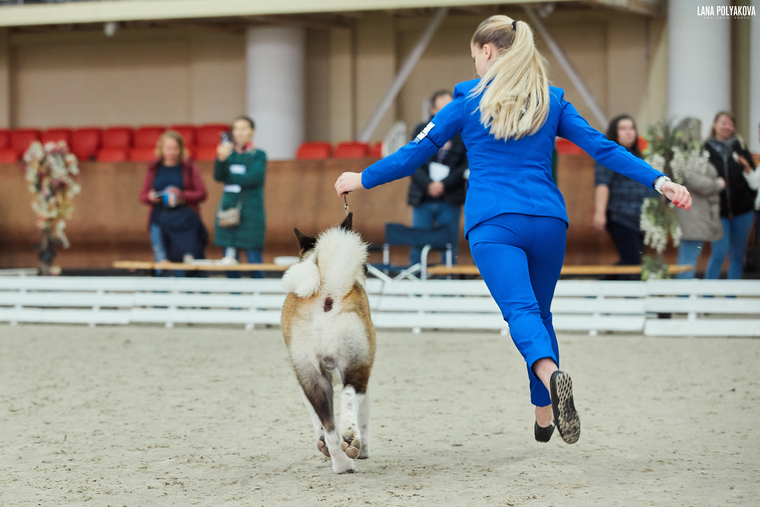 Американская акита питомник Санкт-Петербург. Gals *  IMAGINE DRAGON