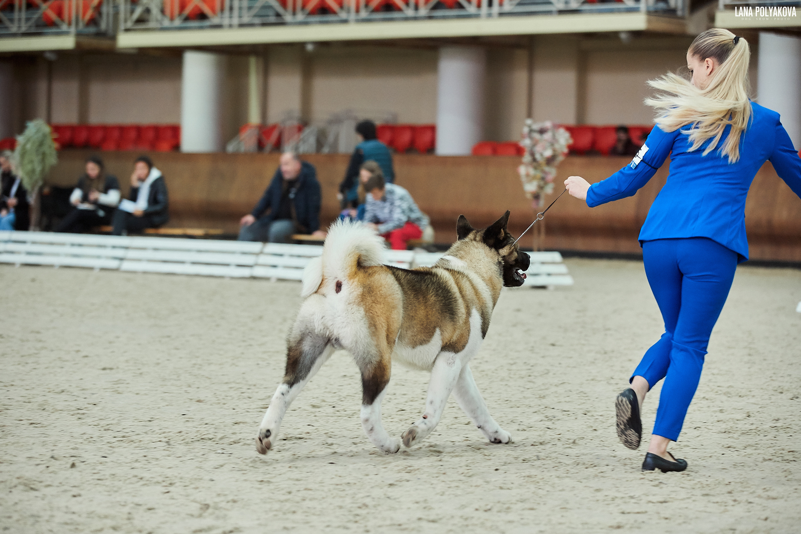 Американская акита питомник Санкт-Петербург. Gals *  IMAGINE DRAGON