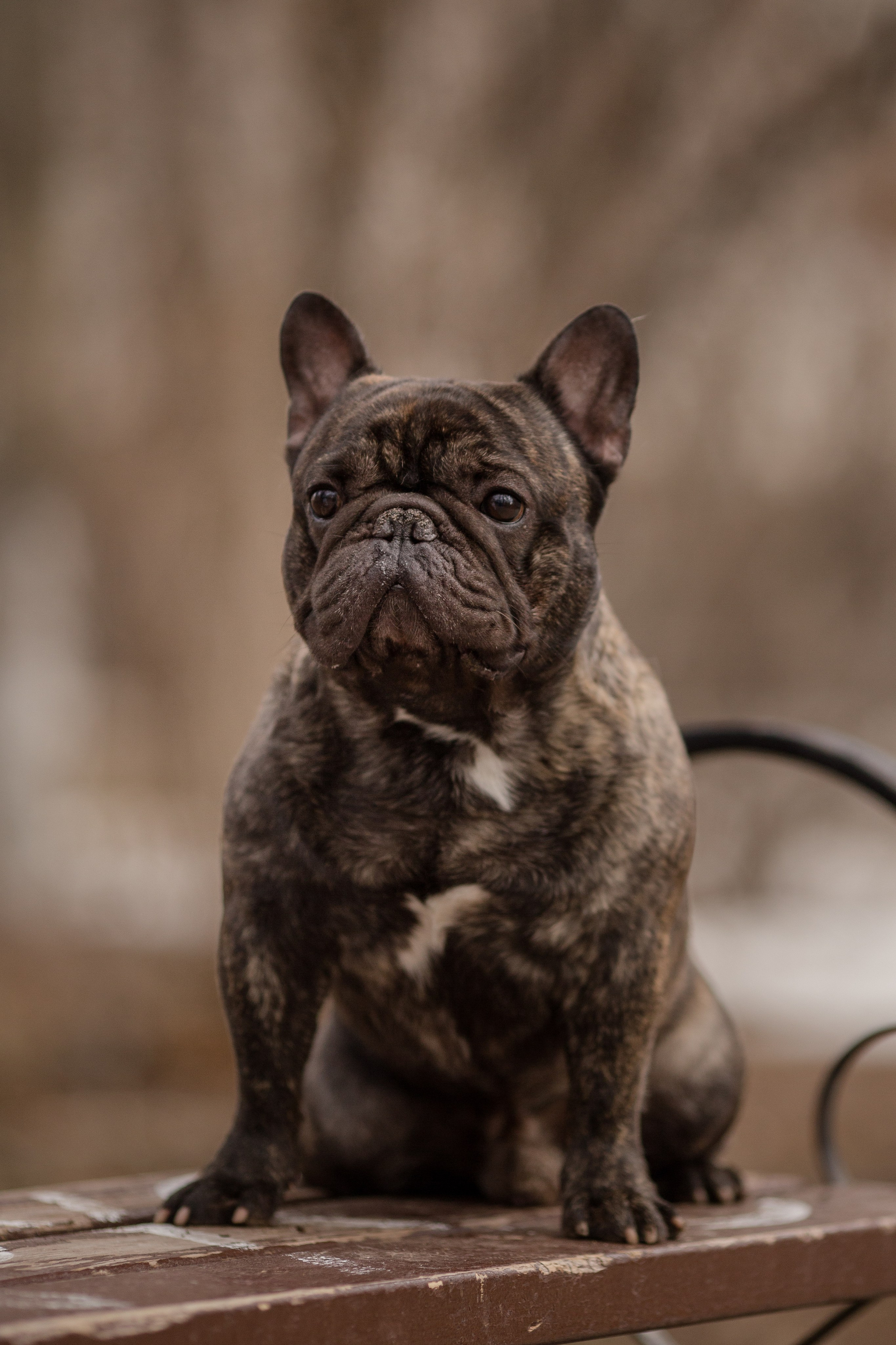 Фото французского бульдога