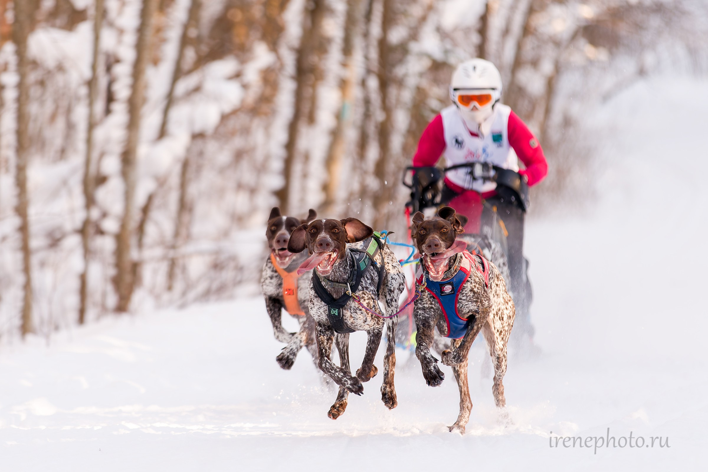 Чемпионат и Первенство Ленобласти — зима 2026. Irenephoto.ru