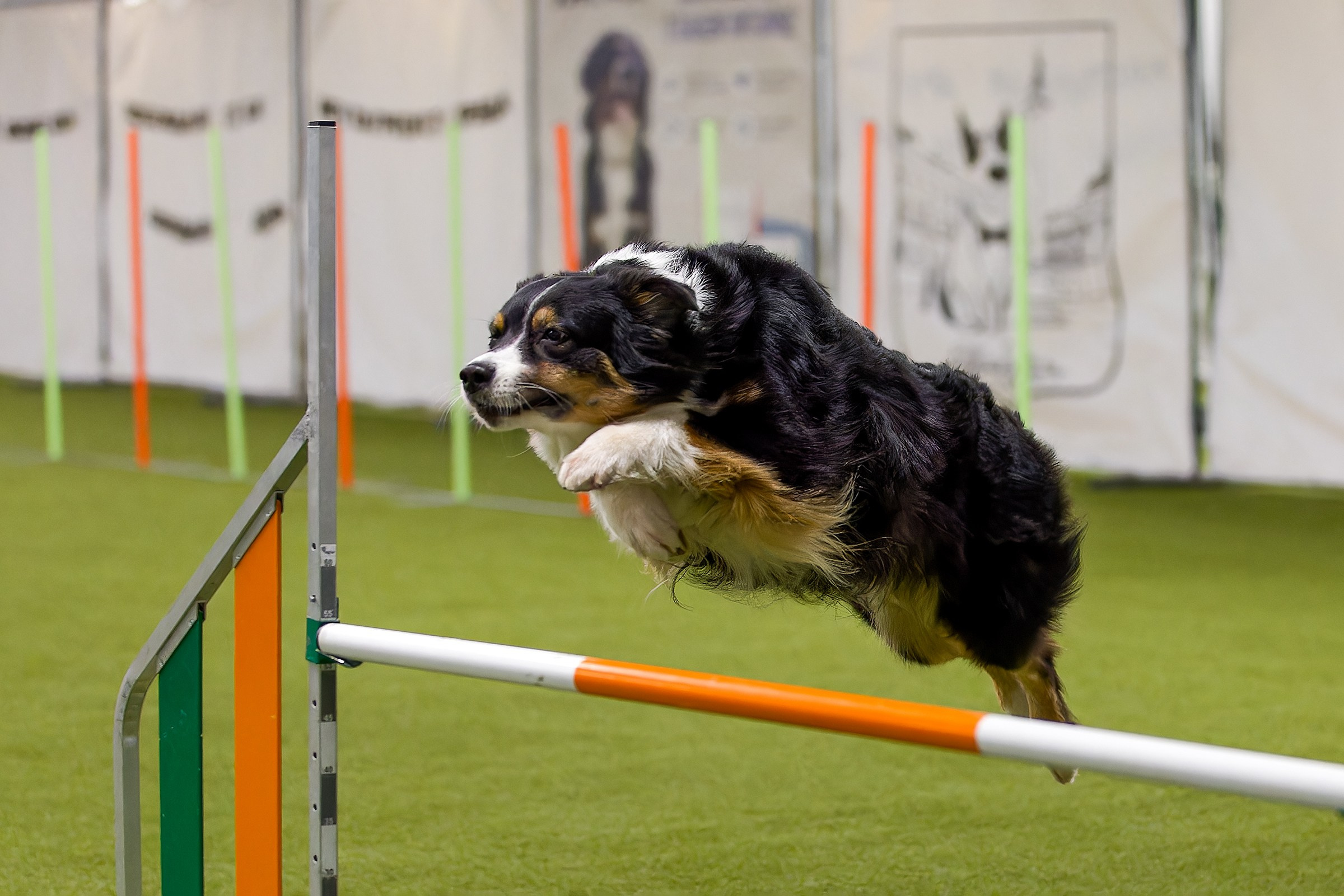 Кубок Пёсбурга 2025. Irenephoto.ru