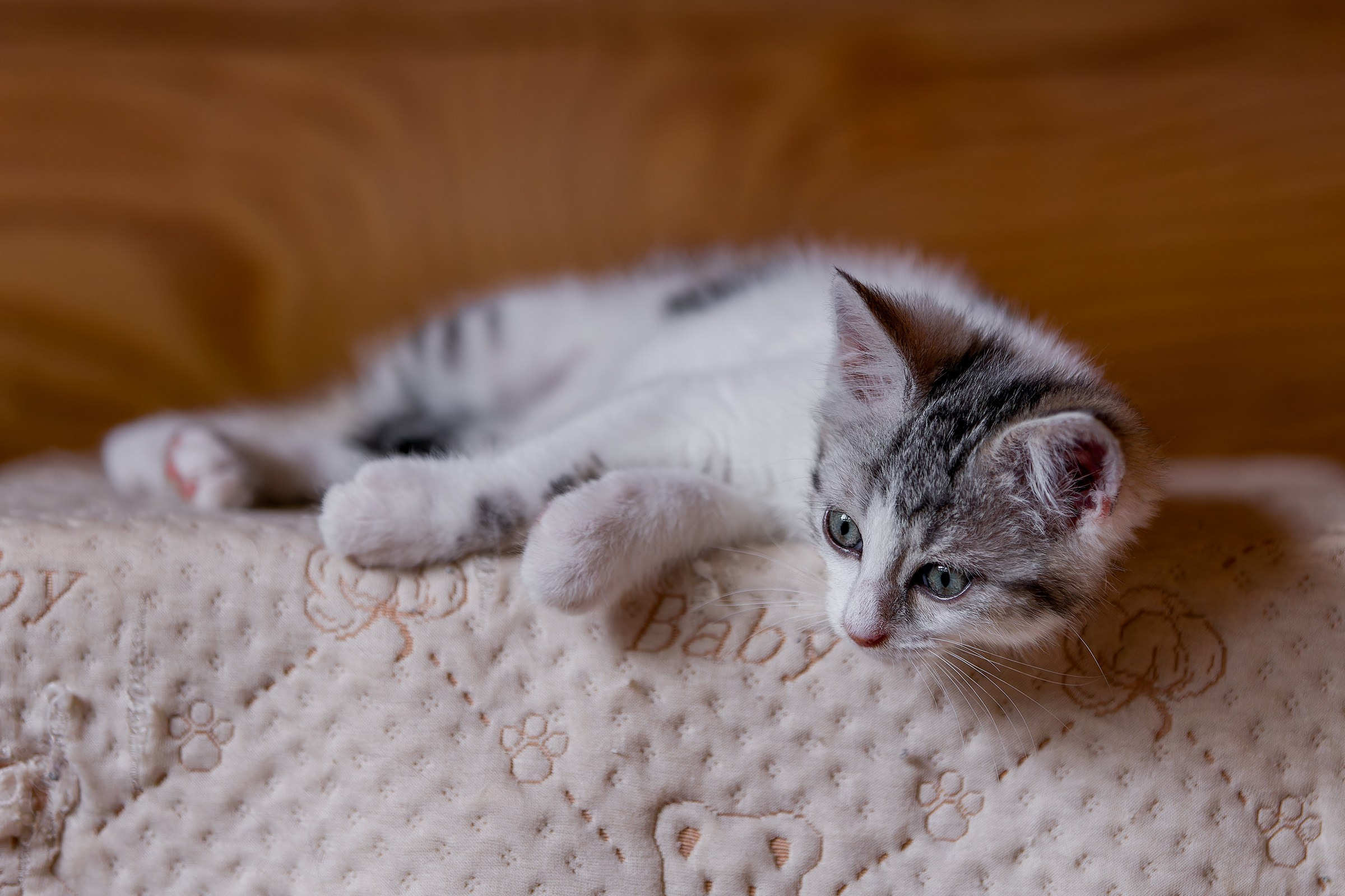 Котята. Irenephoto.ru