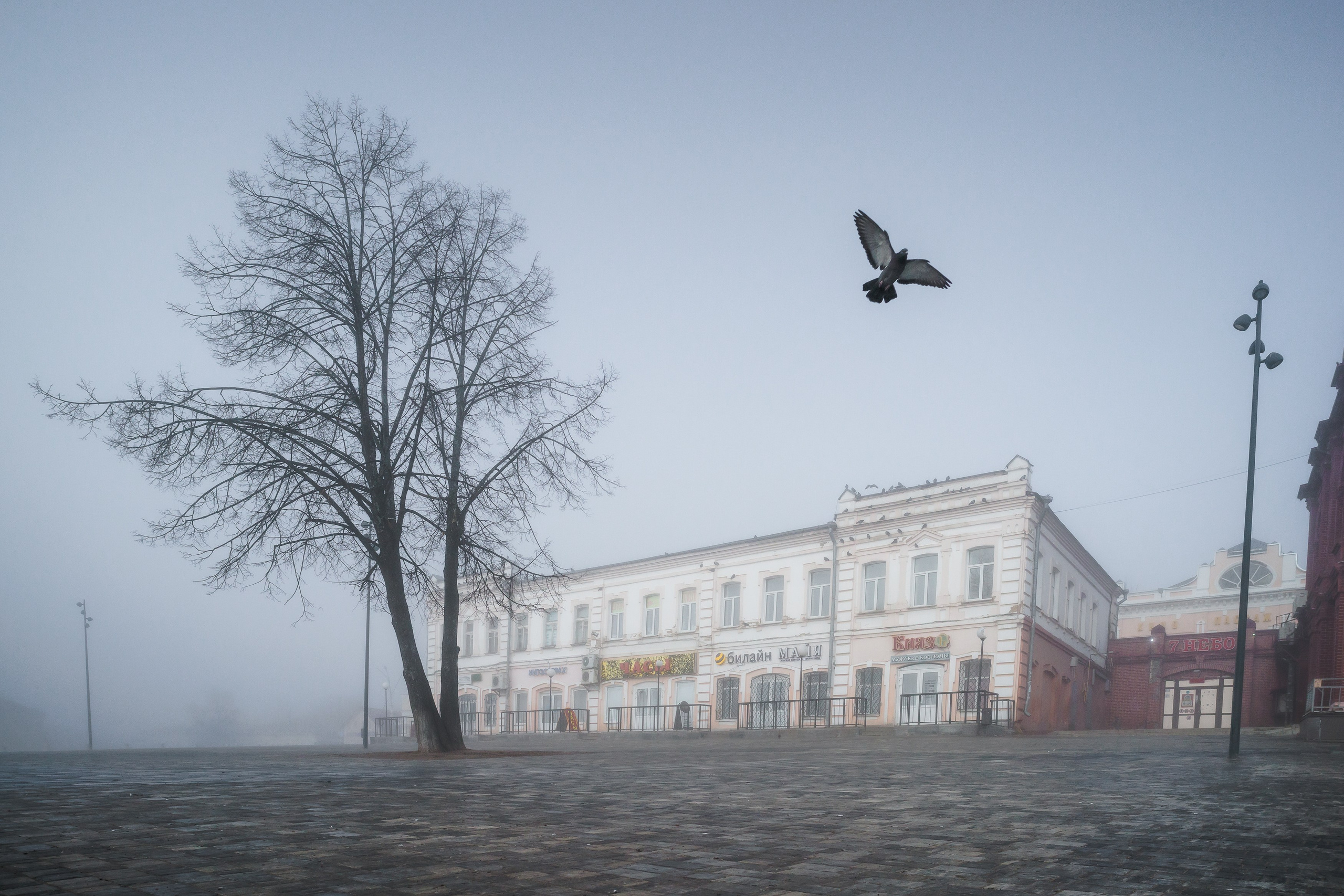 Птицы, животные. Владимир Петухов — фотограф в г. Кинешма. Оператор FPV