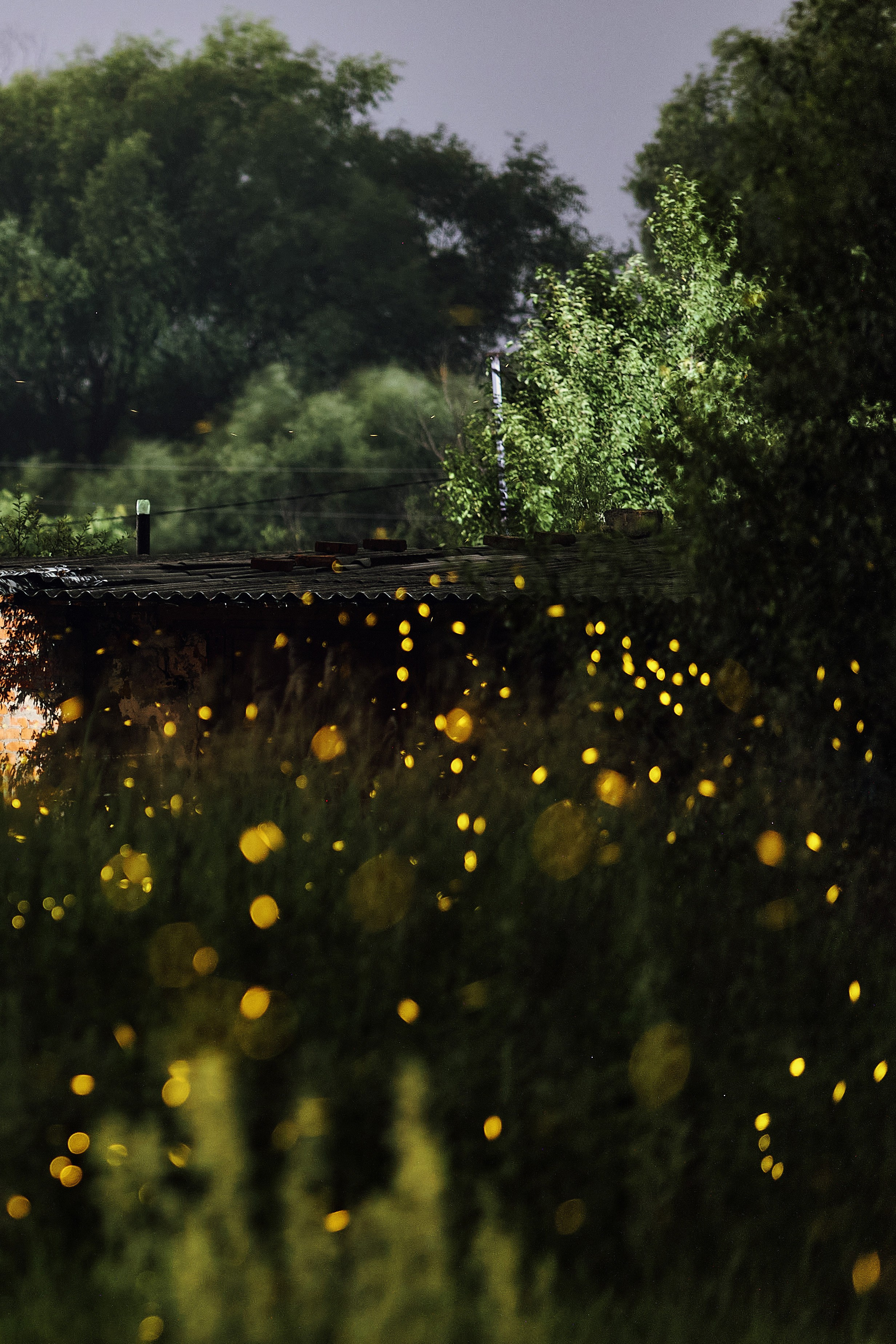 Очень много летающих светлячков на фоне леса и гаражей