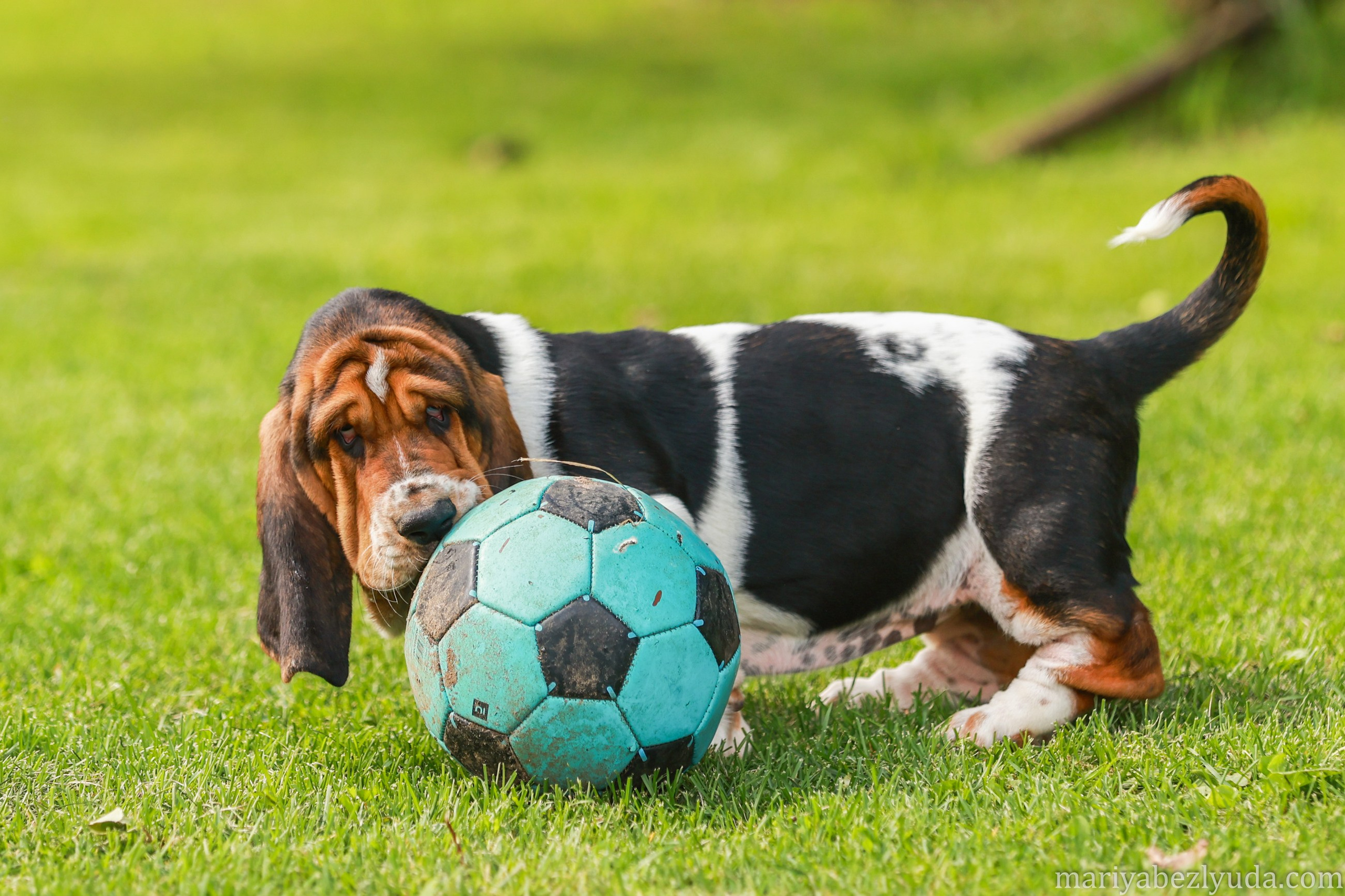 Щенки. Семейный и детский фотограф в Москве Мария Быкова