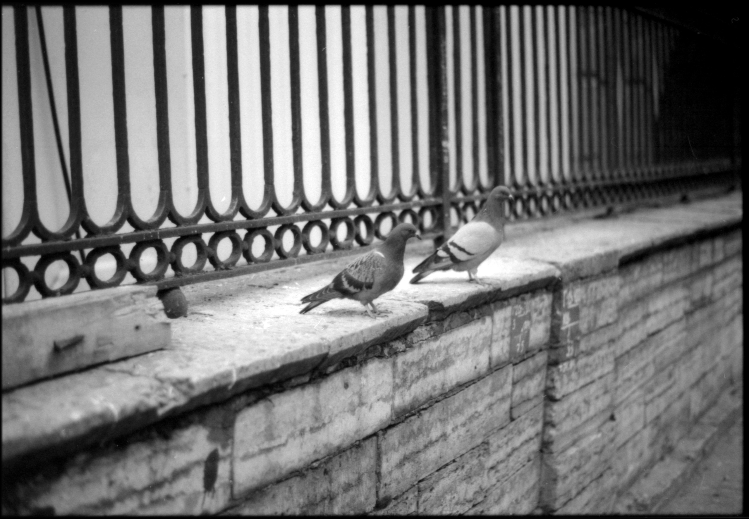 Петербург. Фотограф в Ярославле