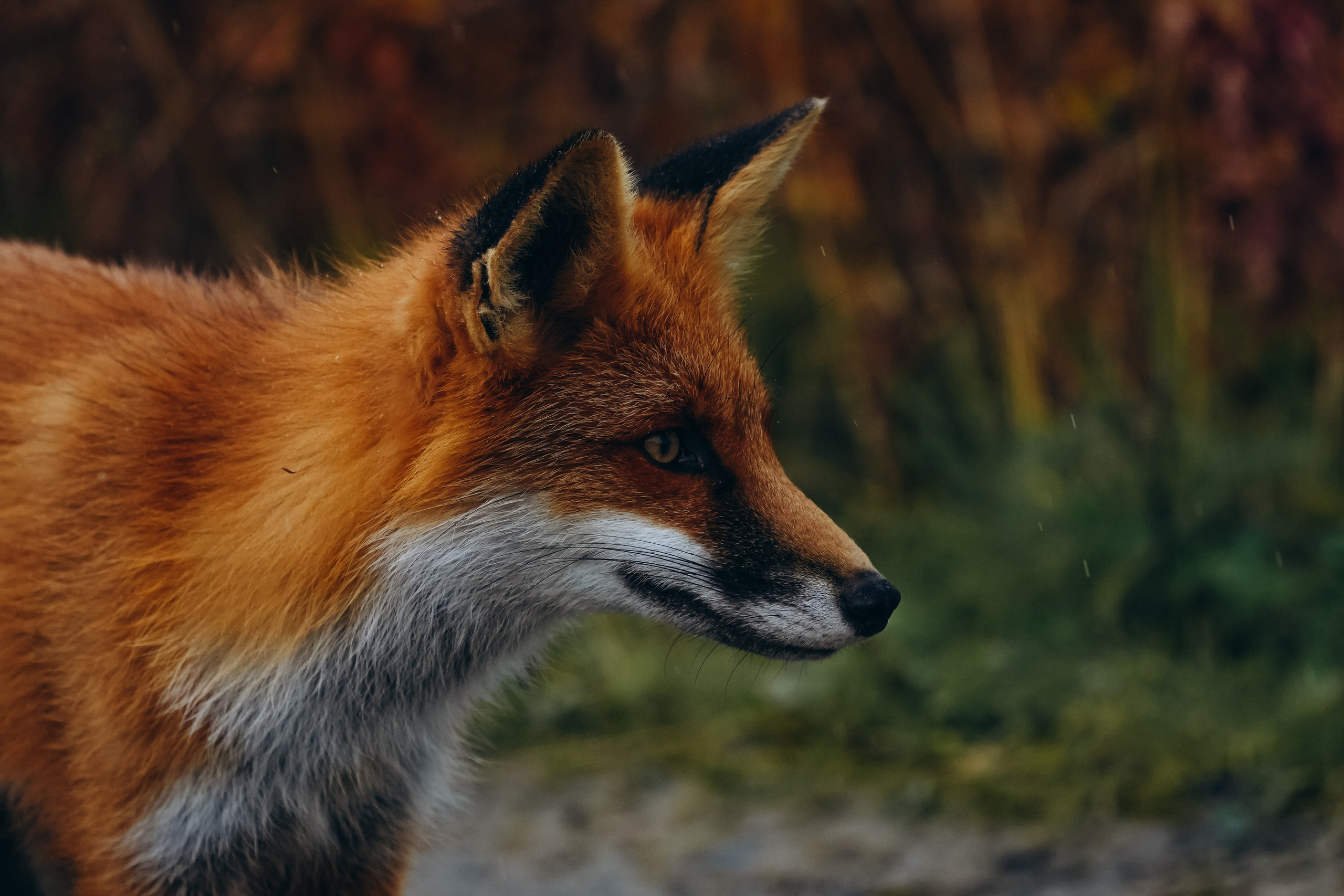 СЕВЕР. Event фотограф Степанова Александра