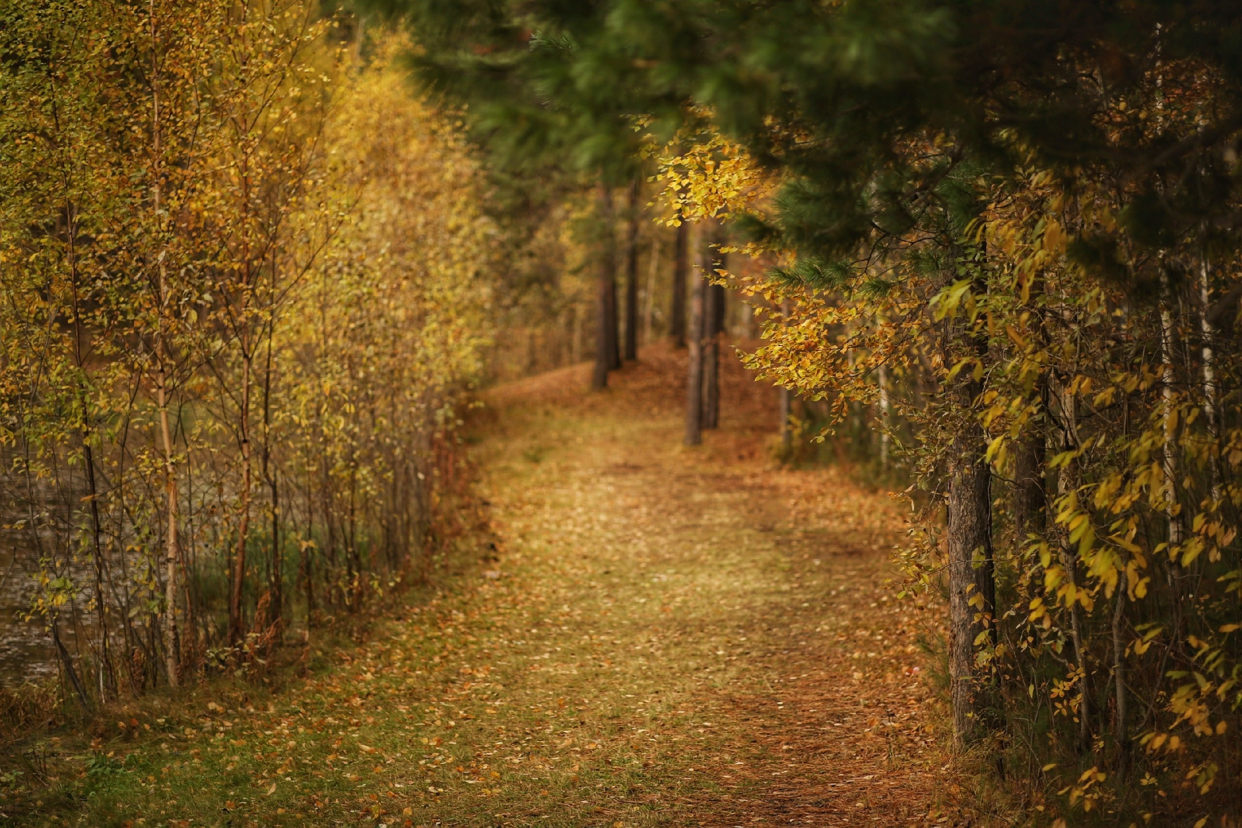 Осень. Фотограф в г. Сургуте Марина Киприна