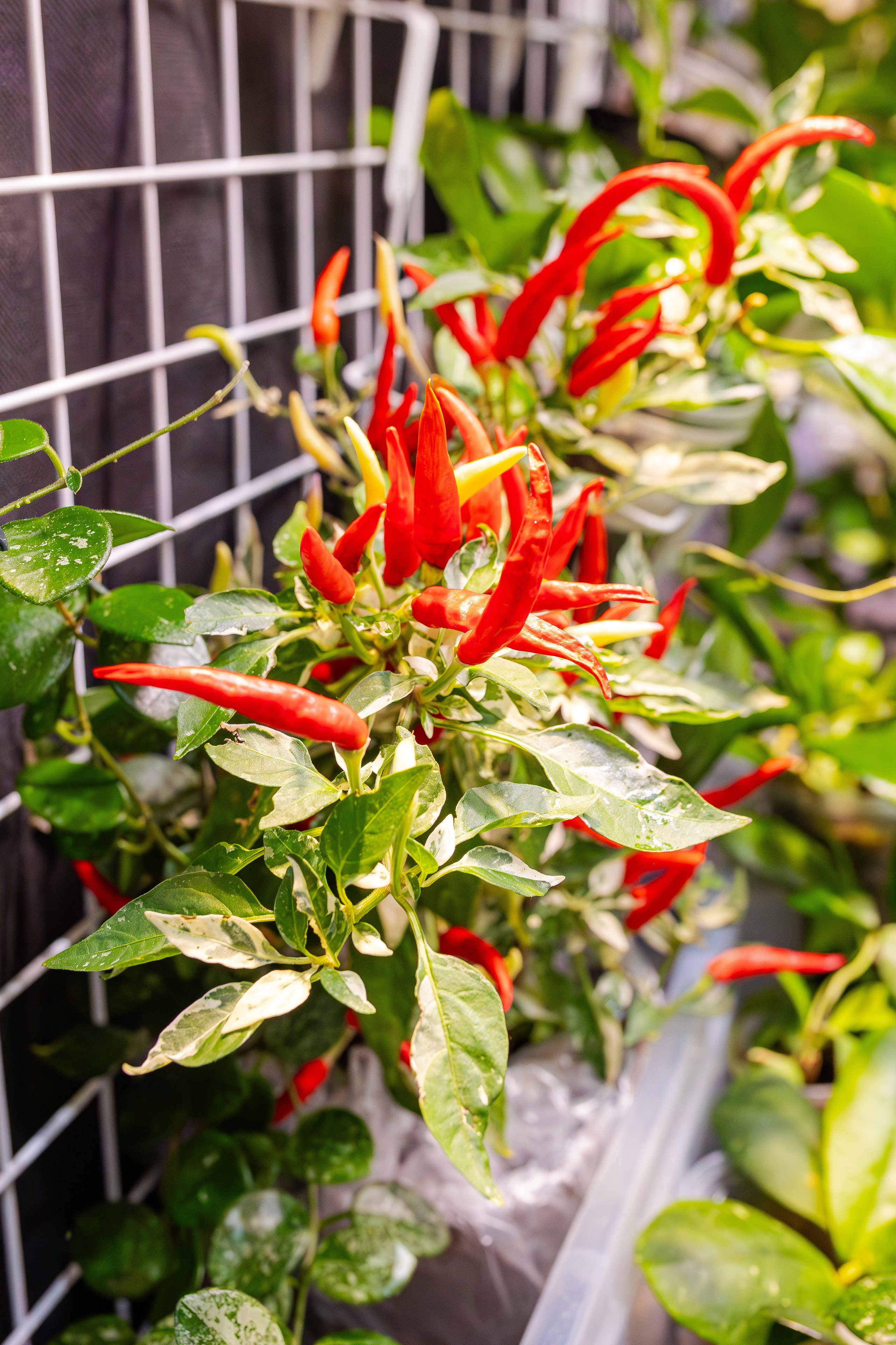 Орхидиум сентябрь 2025. Александра Куликова фотограф, Москва