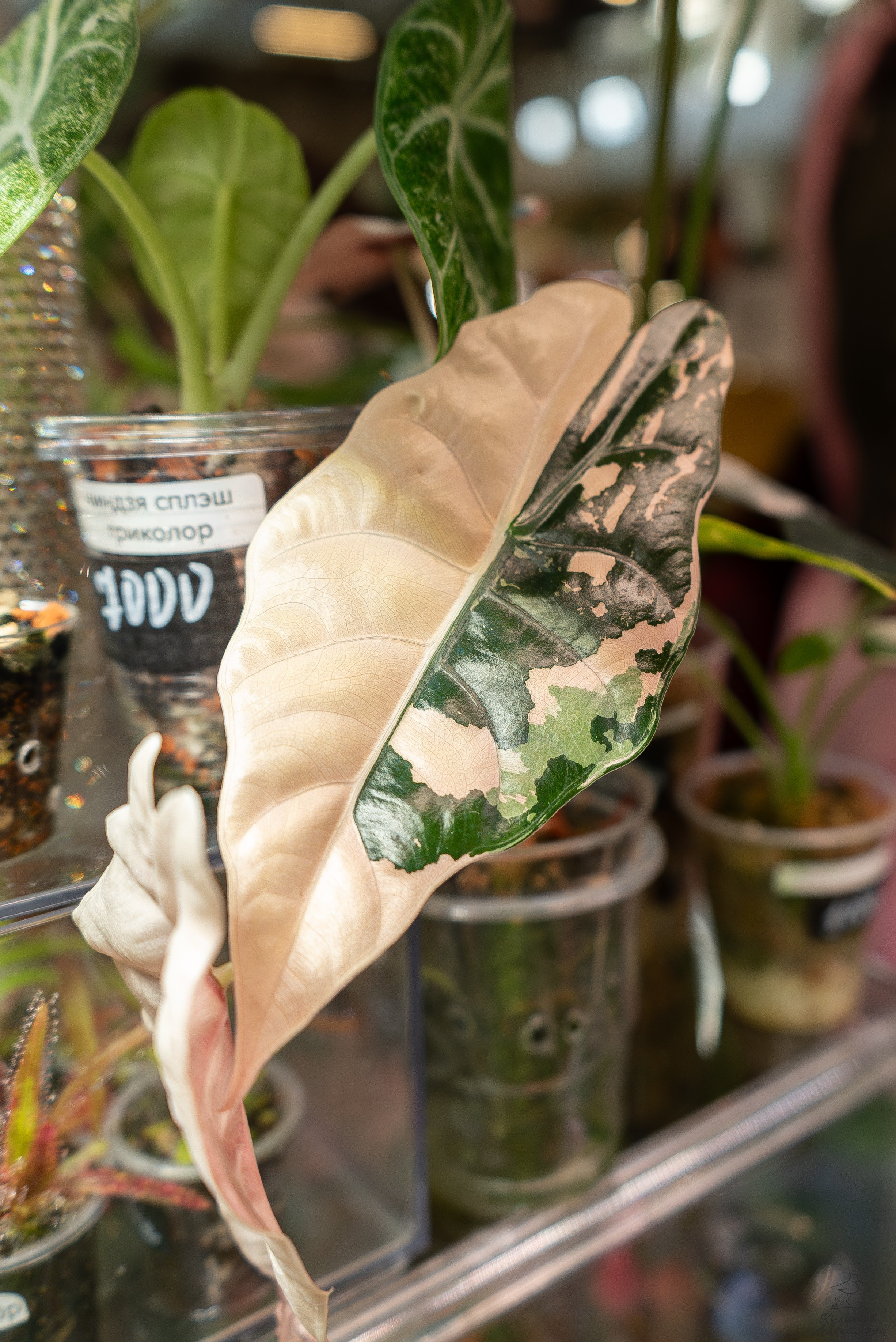 Гроубокс Артплей апрель. Александра Куликова фотограф, Москва