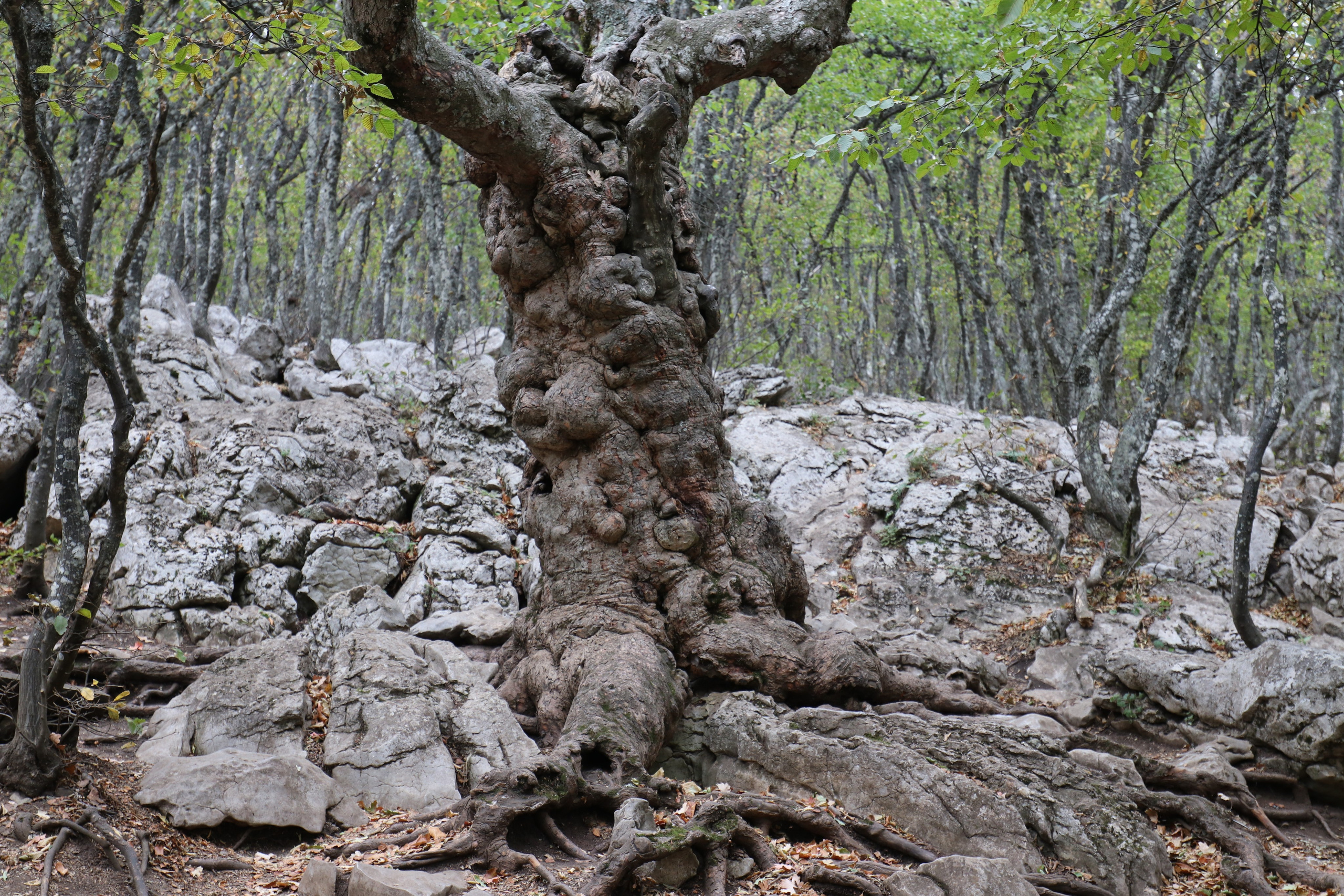 Крым. ЮБК (Фиолент, Ай-Петри, Роман-Кош). Знакомство. Октябрь 2017. Путешественник-фотограф из Санкт-Петербурга Татьяна Свистулина