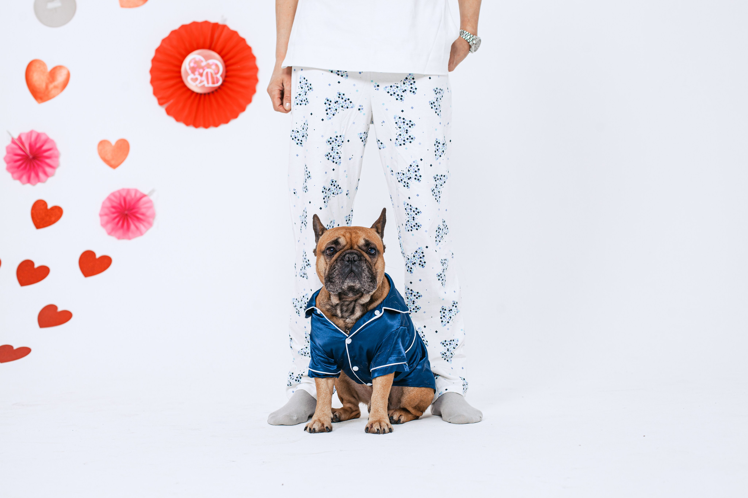 Пижамная вечеринка французских бульдогов и их хозяев. Фотограф-анималист Татьяна Степанова