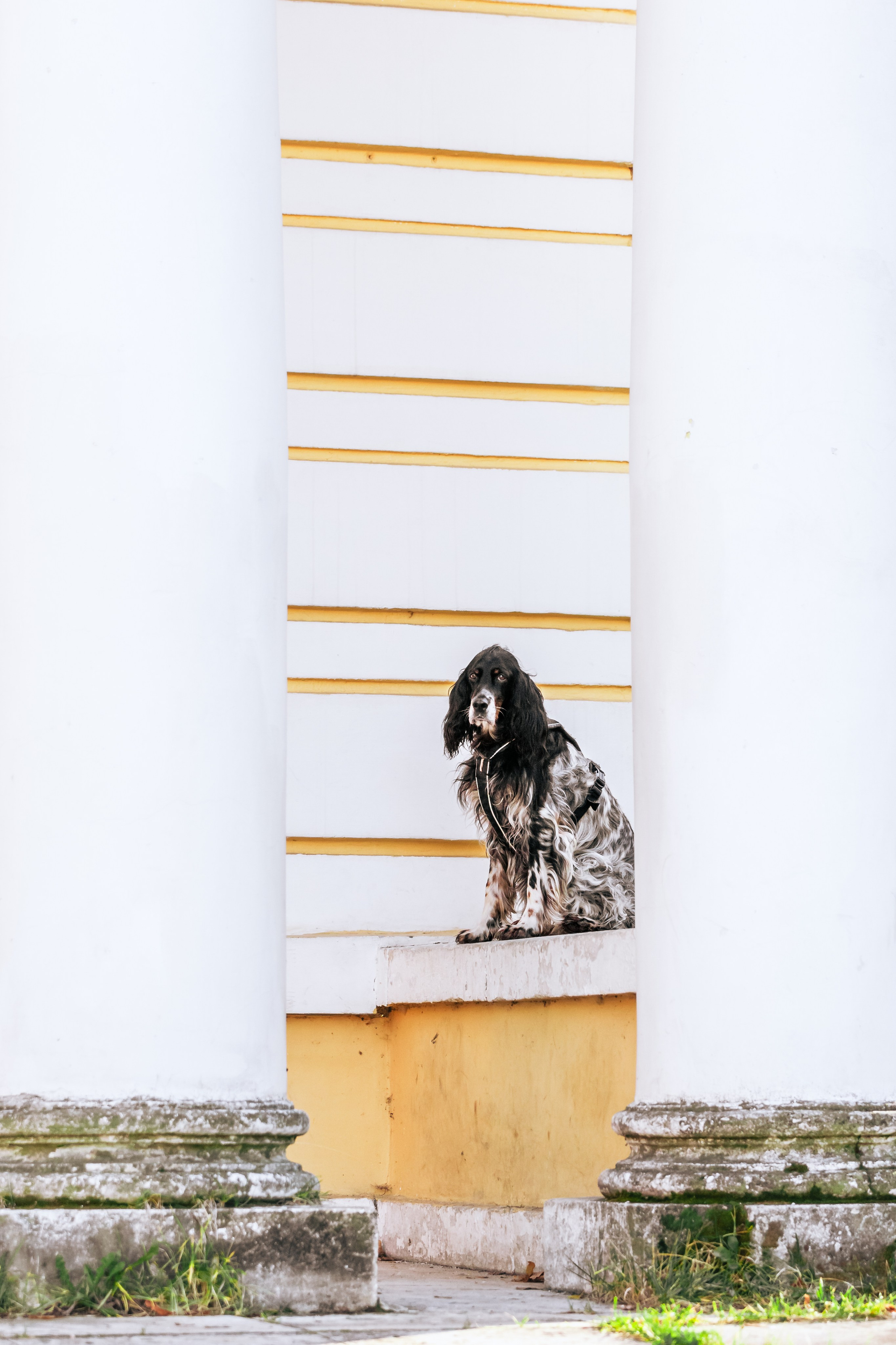 Света, Хайди, Богдана. Фотограф-анималист Татьяна Степанова