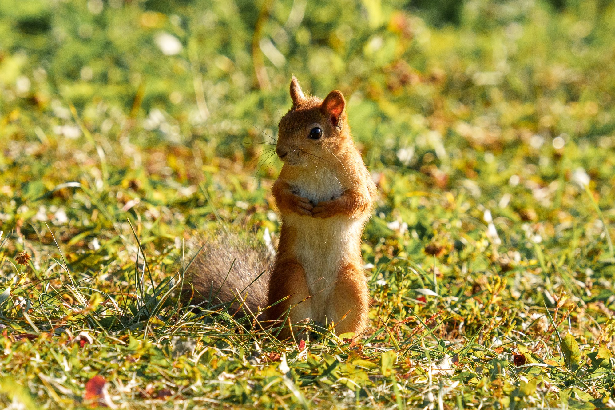 Животные. Ваш личный фотограф Марина Волкова