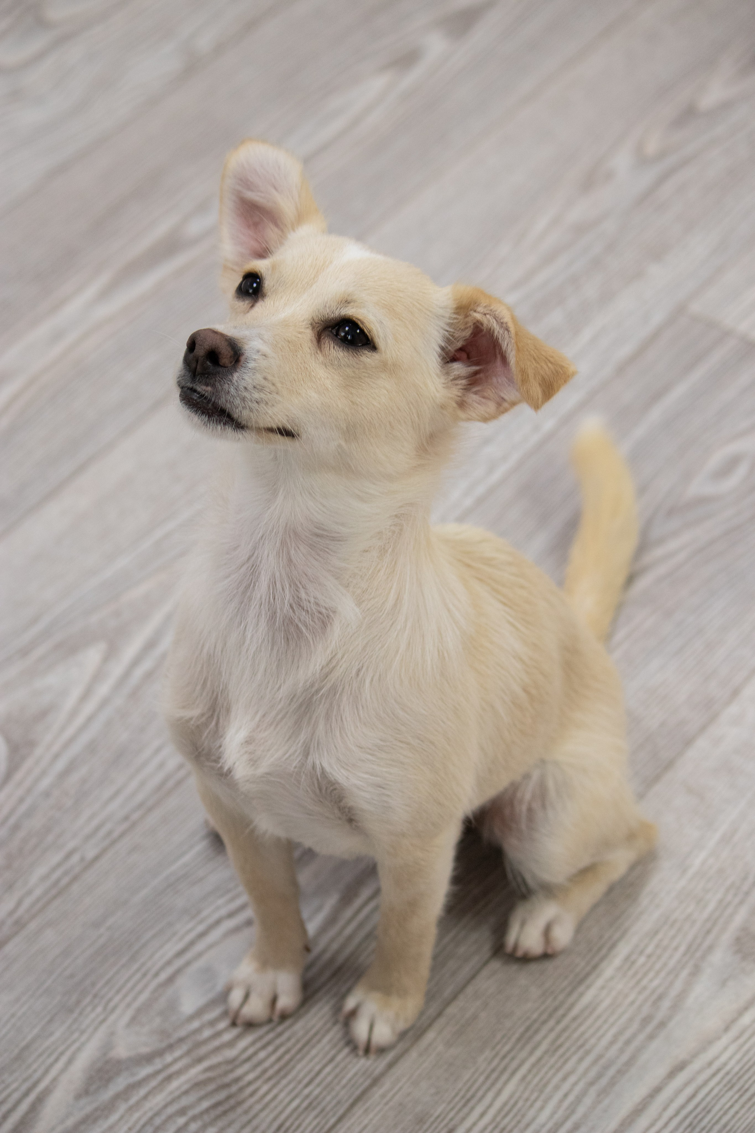 MOS`KA groom | Стрижки кошек и собак | НН. Фотограф в Нижнем Новгороде Екатерина Хисматулина