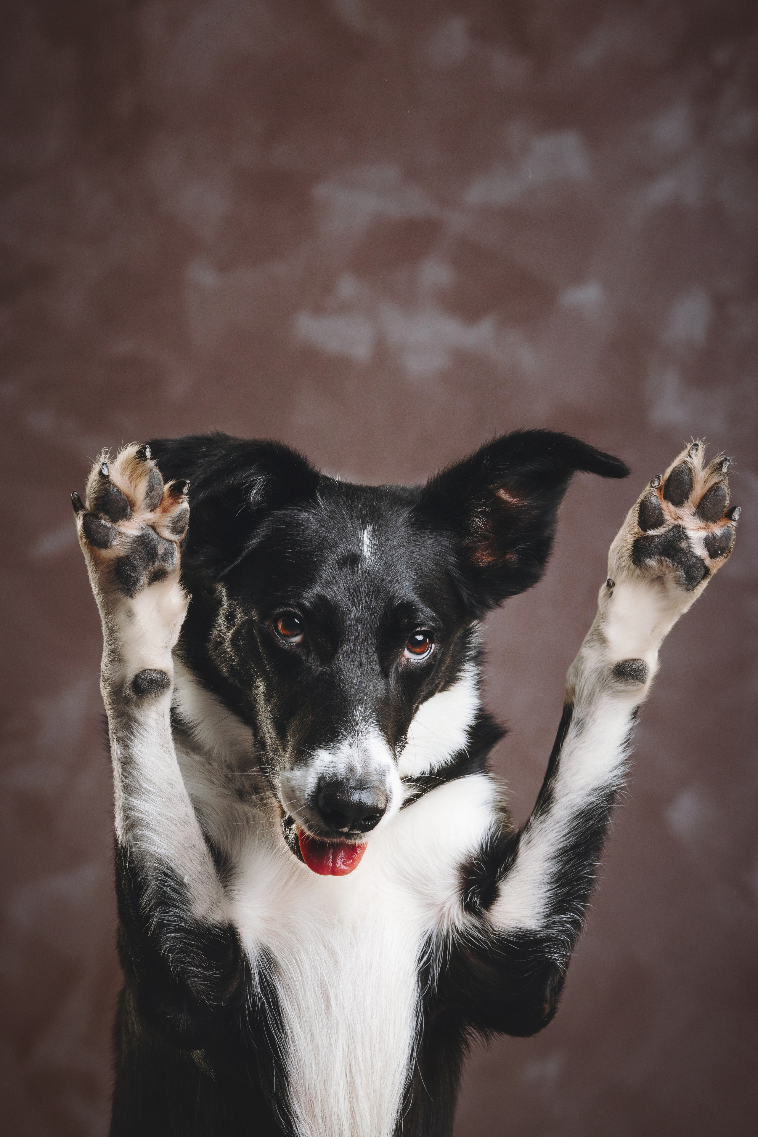 Бордер-колли. Фотограф анималист Осипчикова Мария