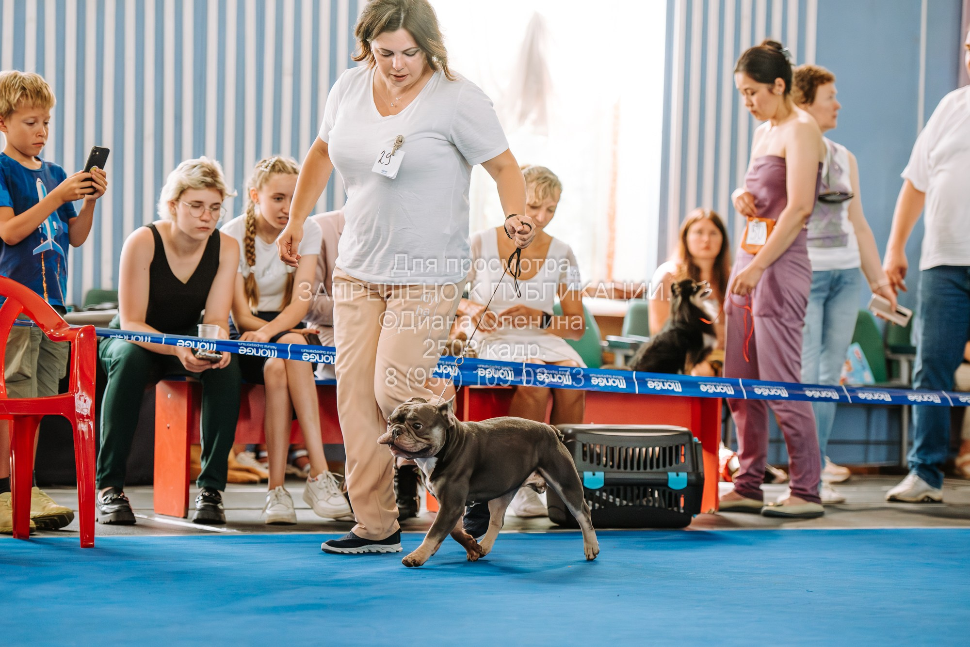 Национальная выставка собак всех пород ранга САС-IKU «Кубок Красноярск. Фотограф Диана Оленина Красноярск / Братск