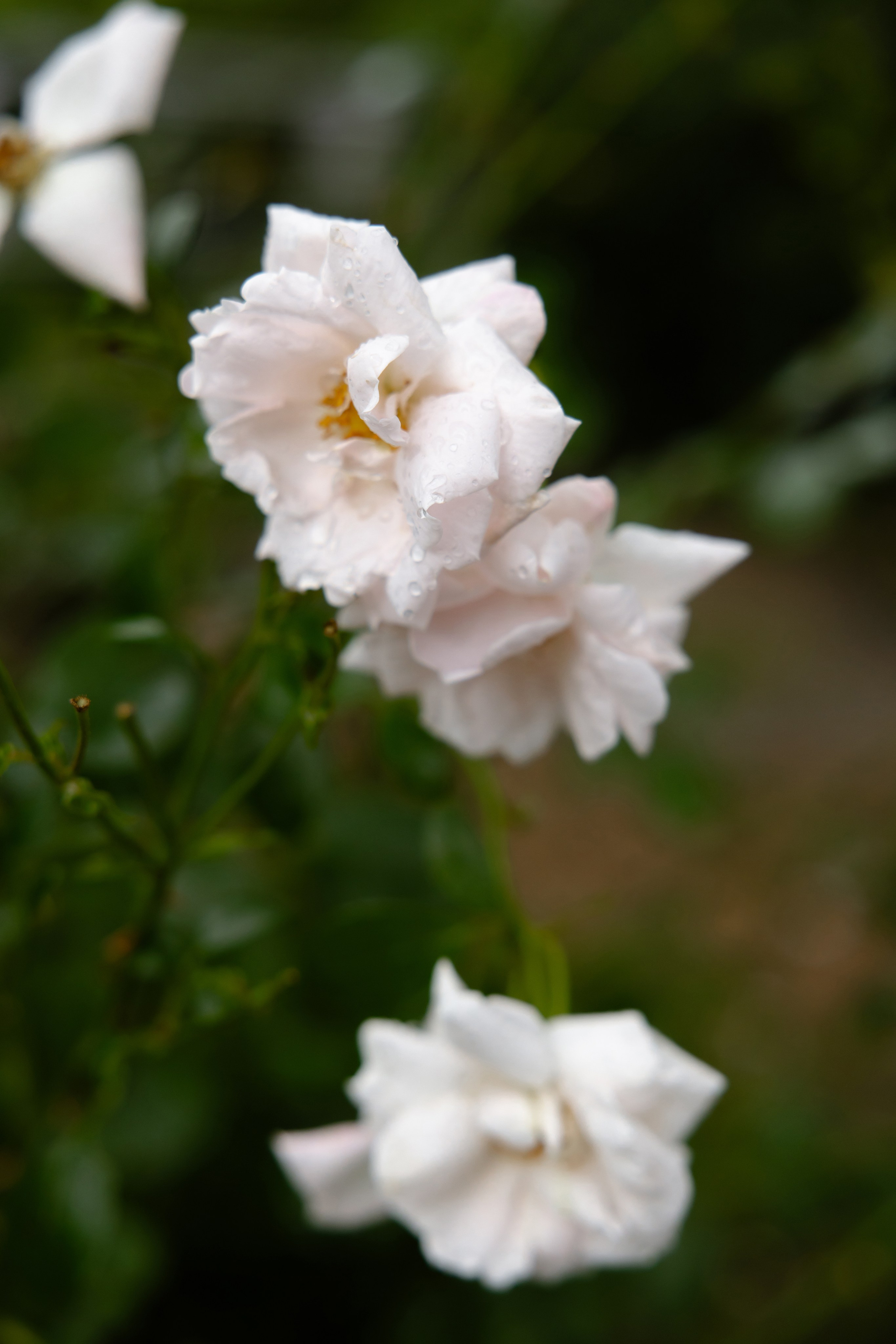 Илья и Евгения. Свадебный фотограф Анна Бабахина