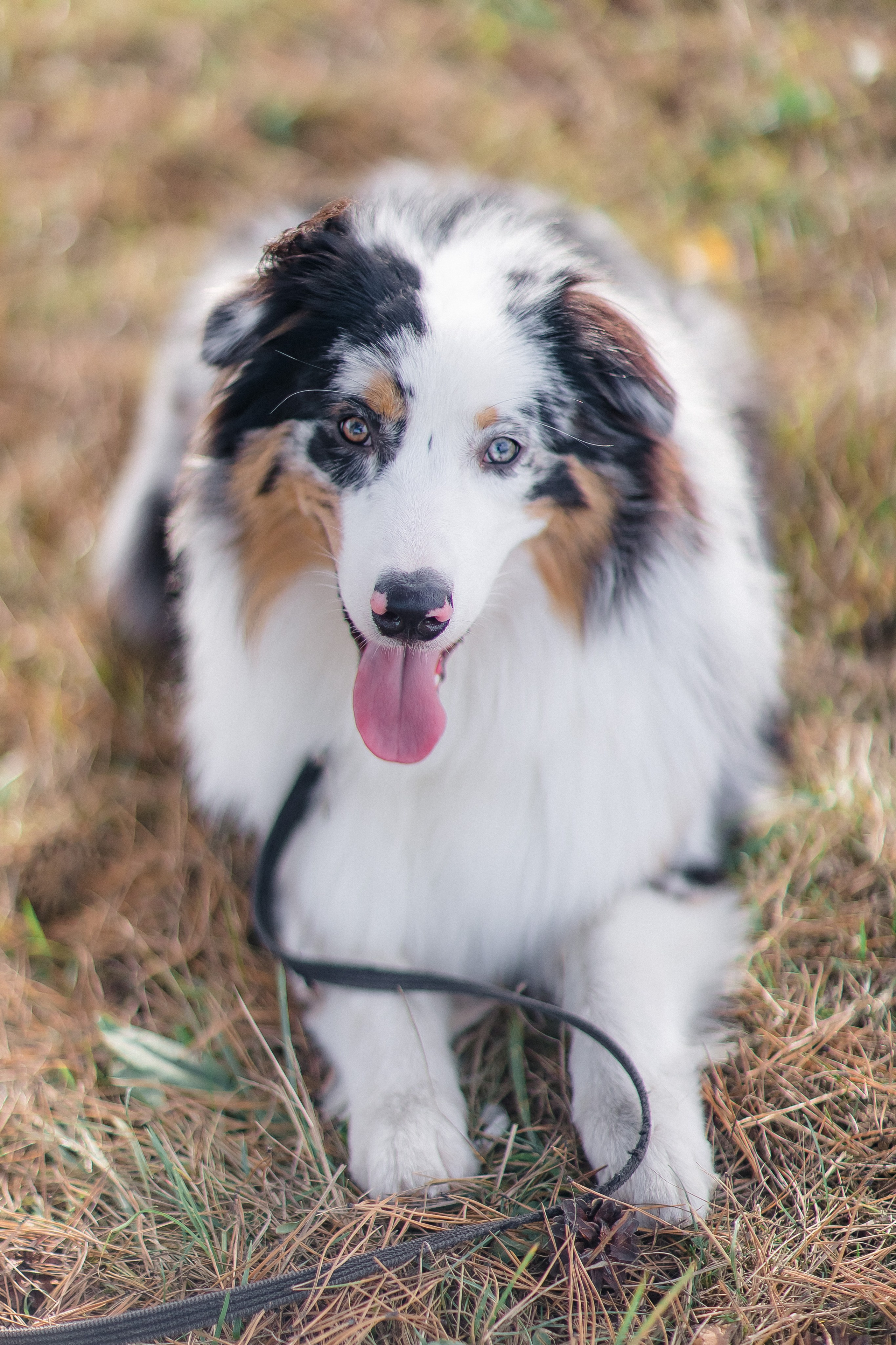 Аусси Дэймон. Свадебный и женский фотограф