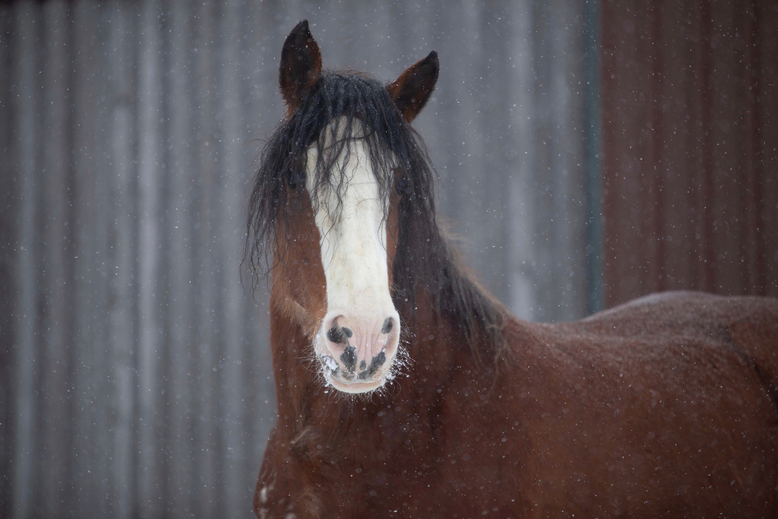 Coachmills Lady Laurel. CLYDESDALE HOUSE
