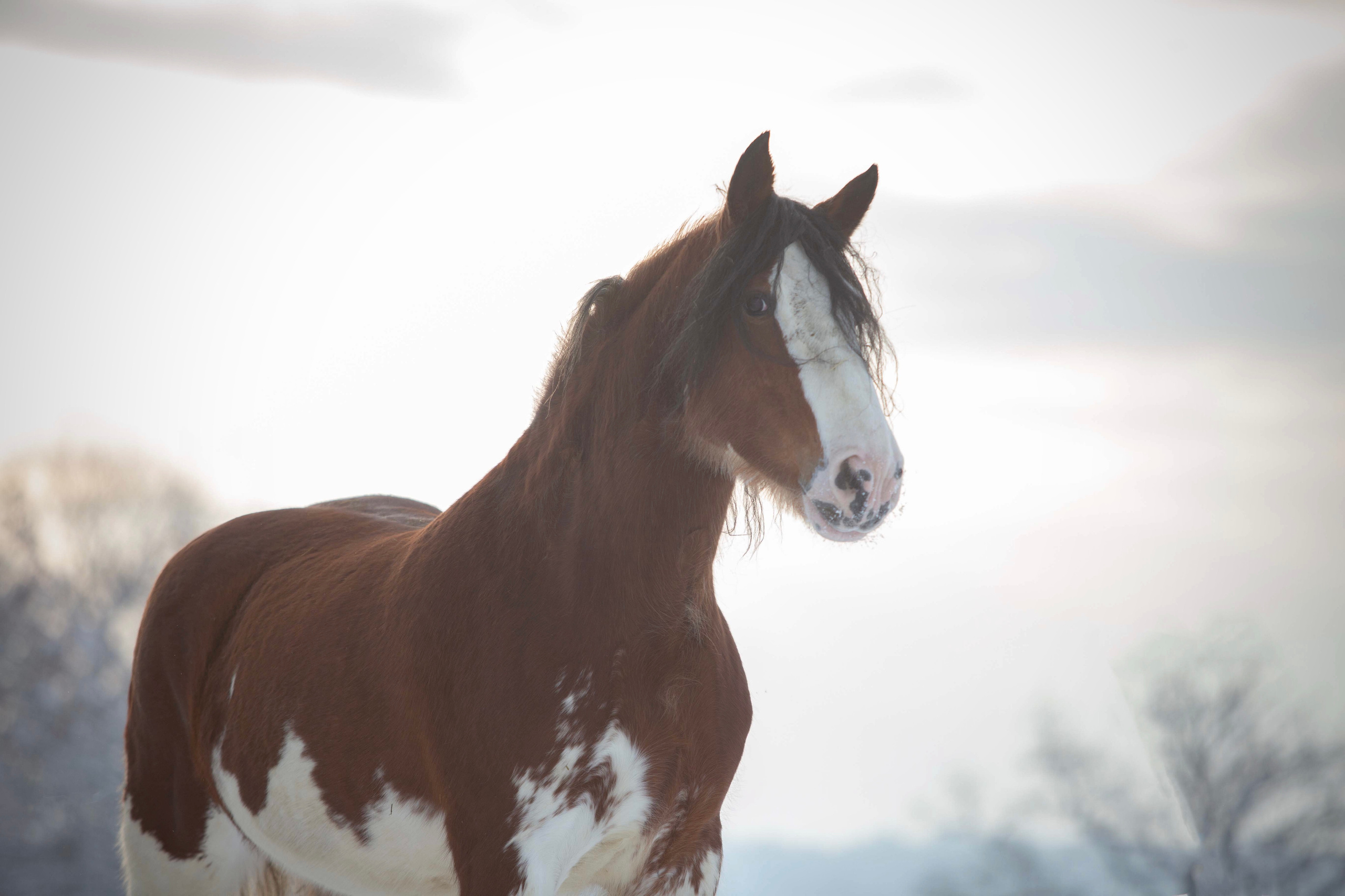 Coachmills Lady Laurel. CLYDESDALE HOUSE