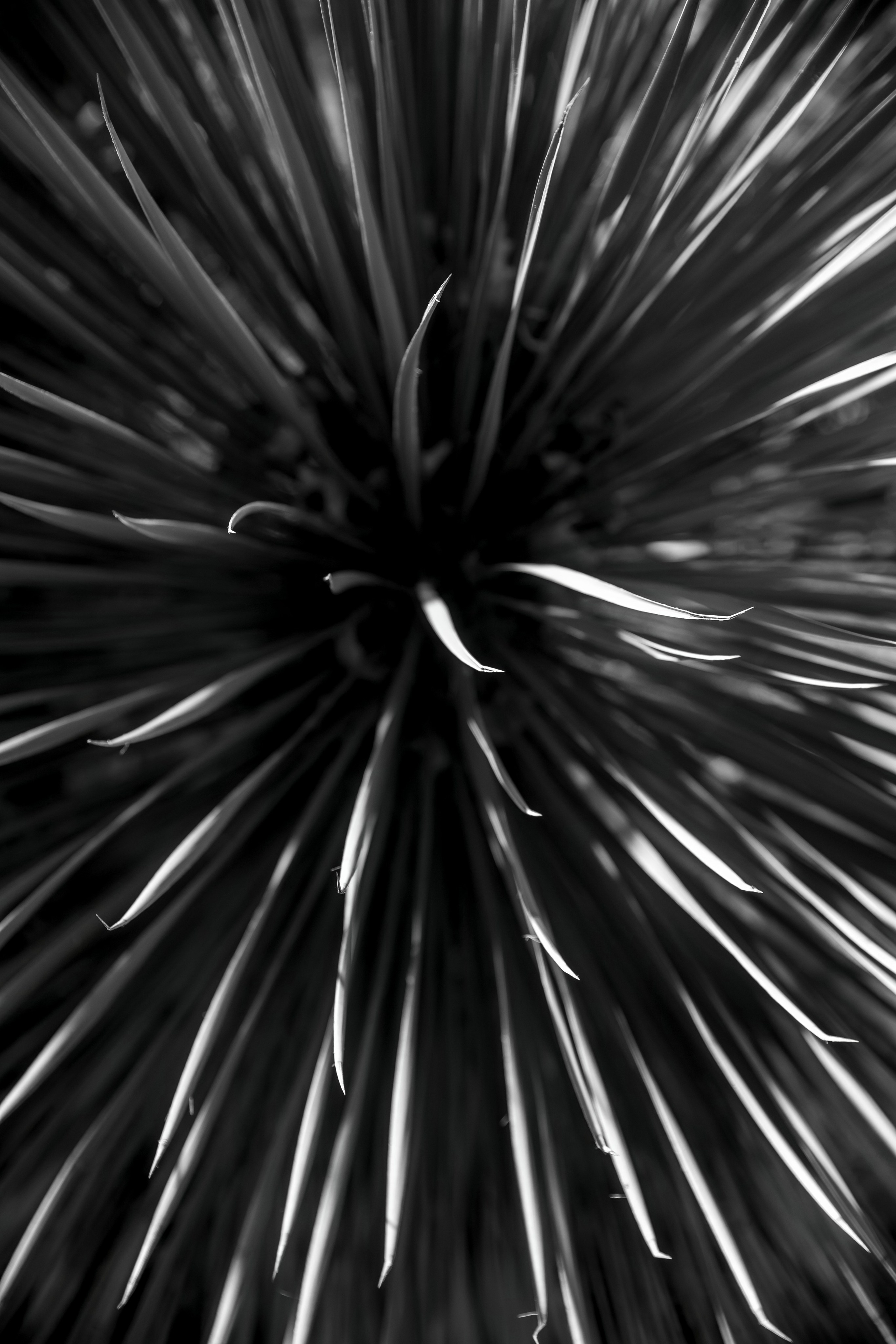 A&A 22/06/2025. Свадебный и семейный фотограф в Севастополе и в Крыму Анастасия Корчак