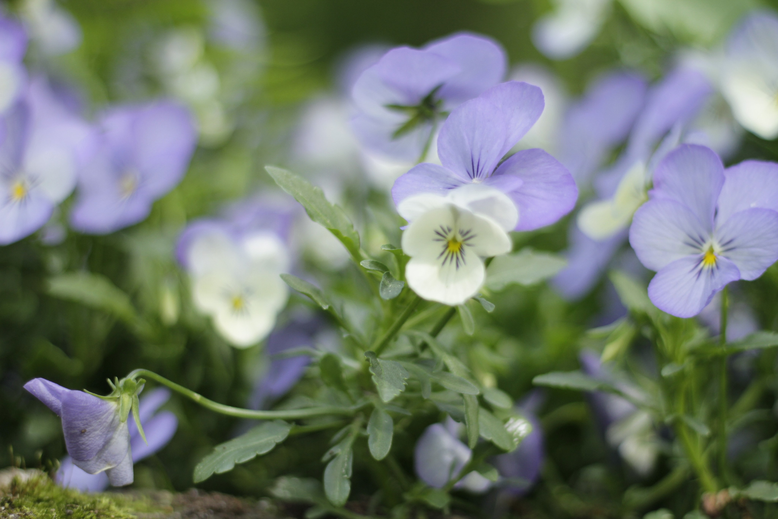 Летняя фотопрогулка в старом парке. Espero Photographer — Фотограф в Санкт-Петербурге