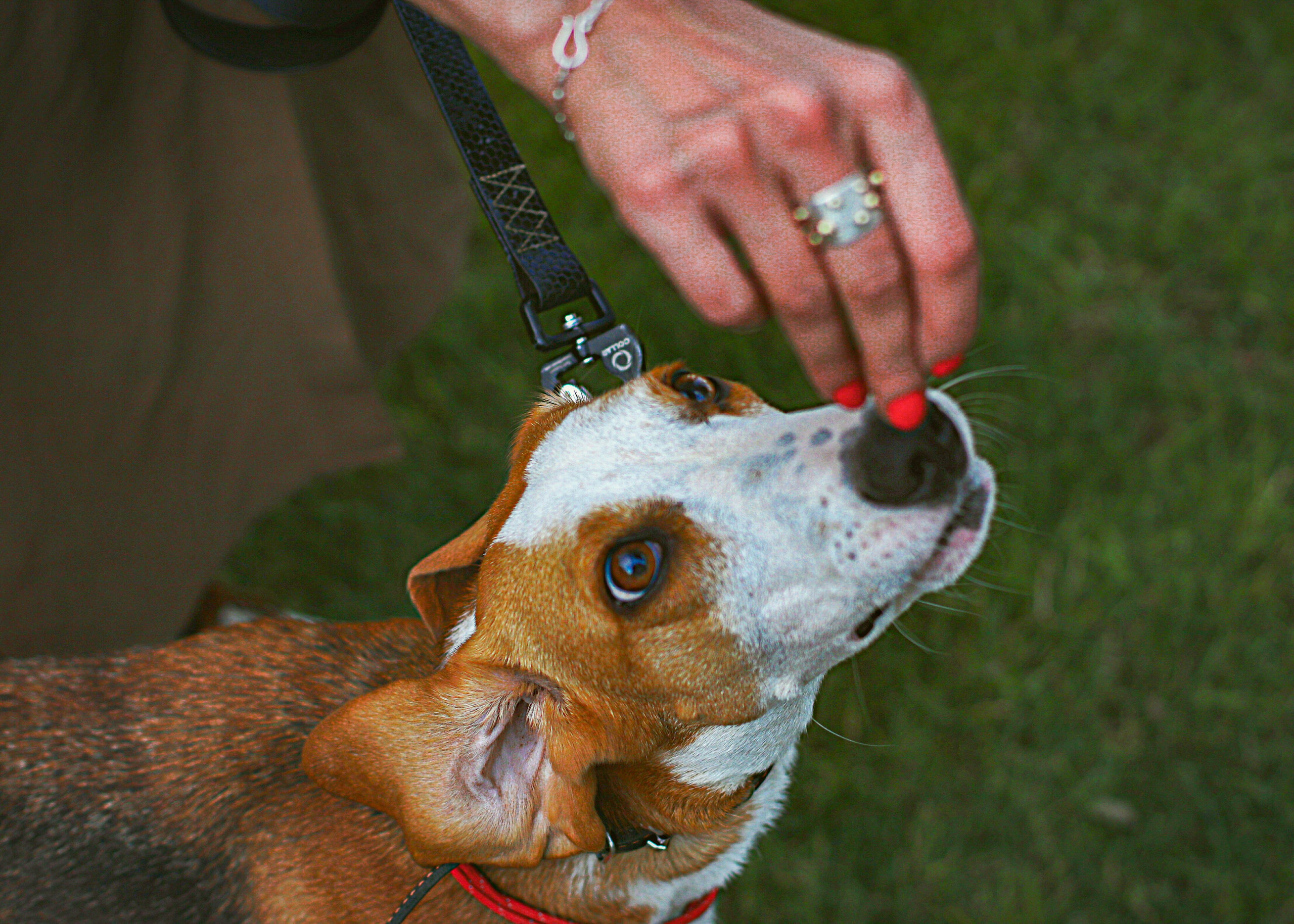 Домашние животные. Свадебный и семейный фотограф в Москве Мария Соловова
