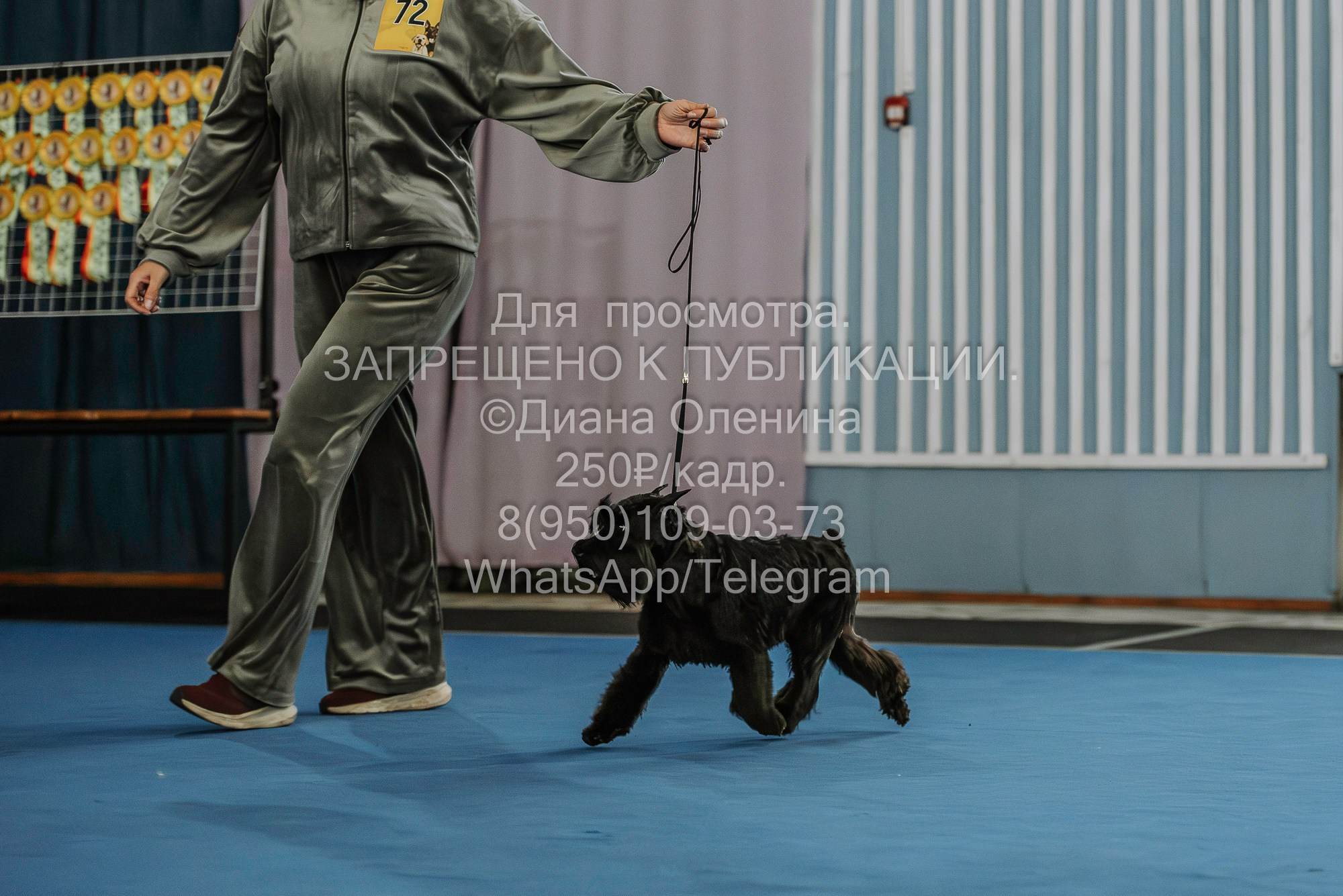 Выставка собак Красноярск 29.10.2023. Фотограф Диана Оленина Красноярск / Братск