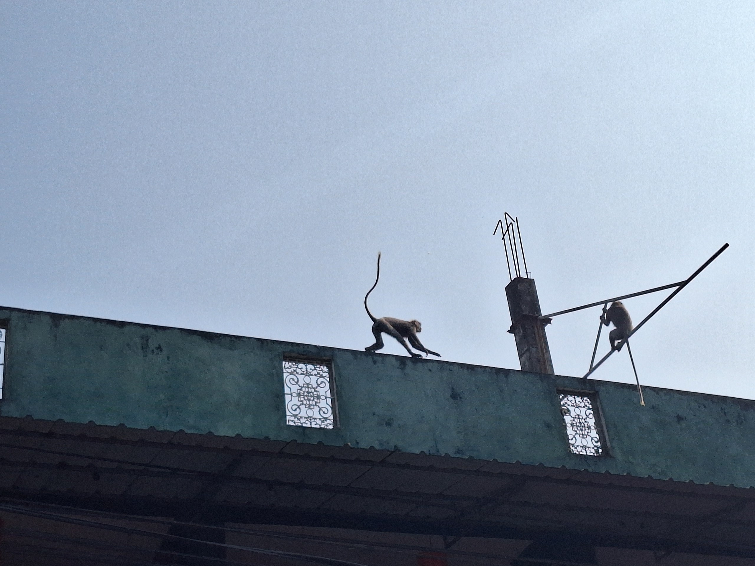 Шри-Ланка | 31.01 — 10.02.2025. Галерея Фантим