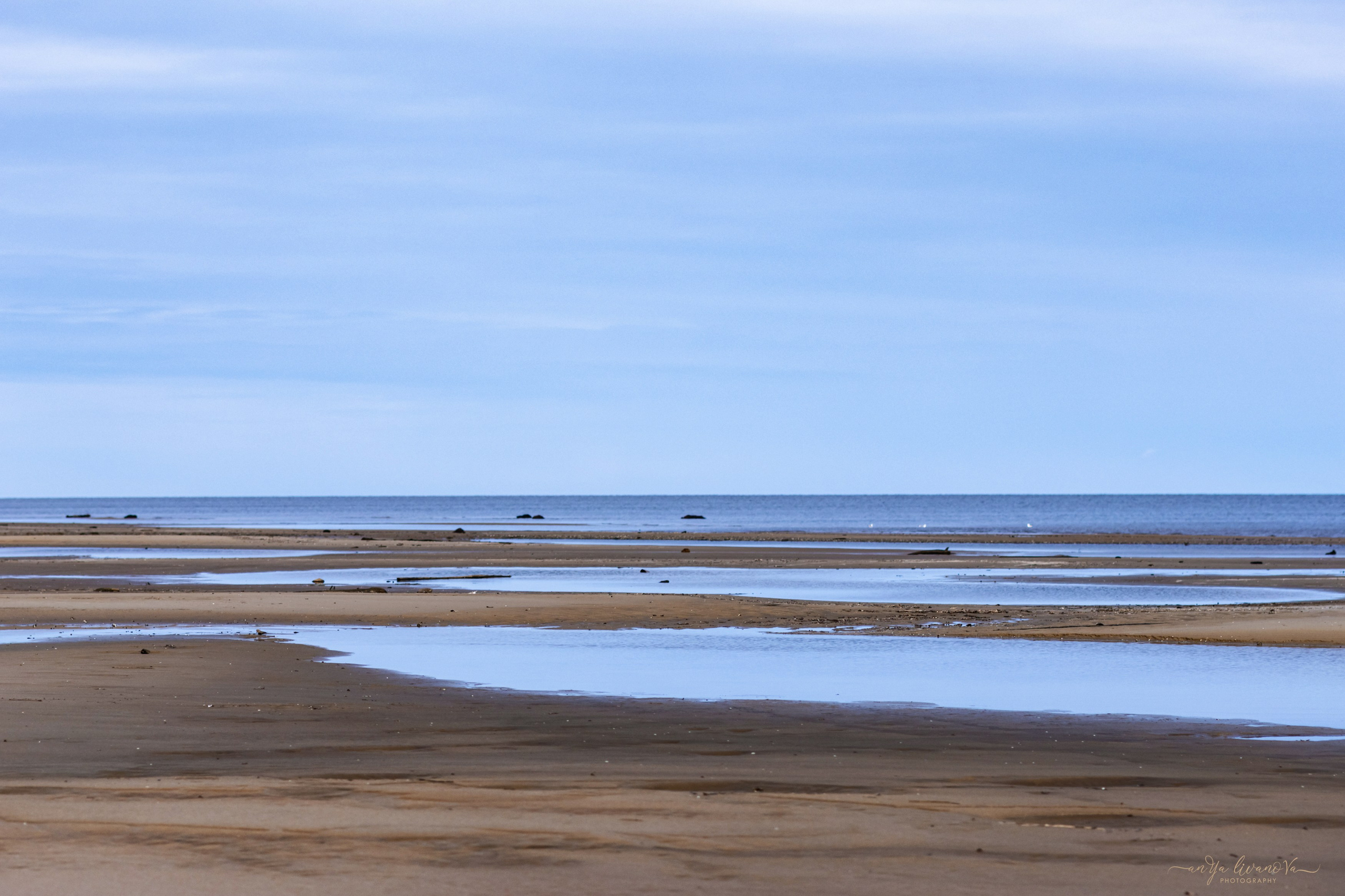 Рома. Фотограф анималист Аня Ливанова | Рыбинск