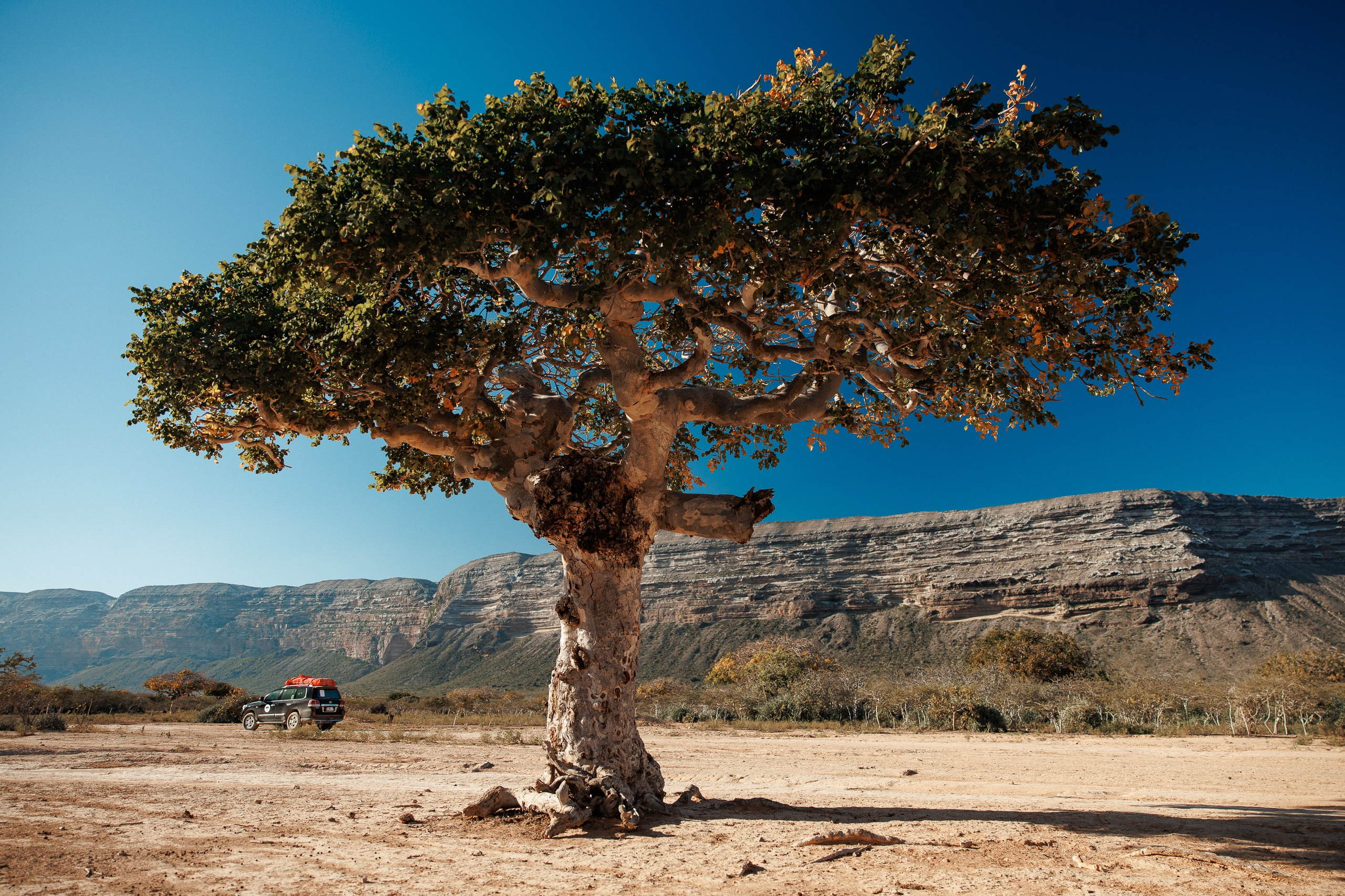 Socotra