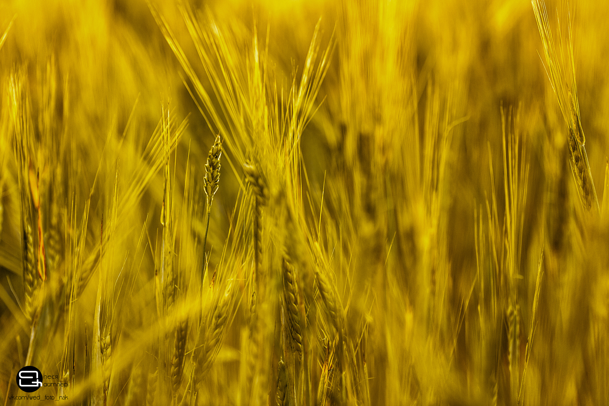 Фотосессии на природе. Портретный фотограф в Кемерово Алеся Цайтлер