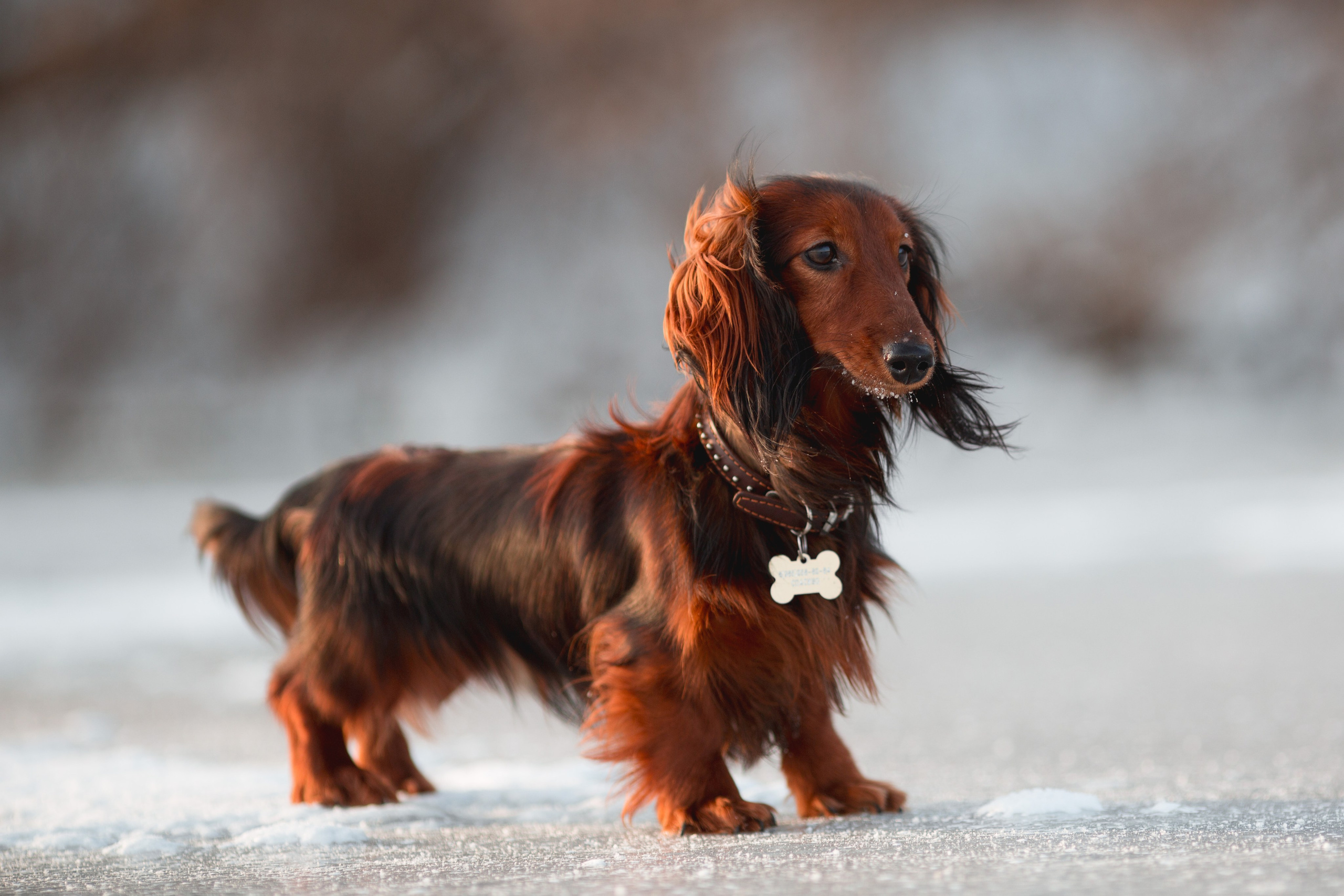 Зимняя прогулка. Репортажный фотограф Борис Геер