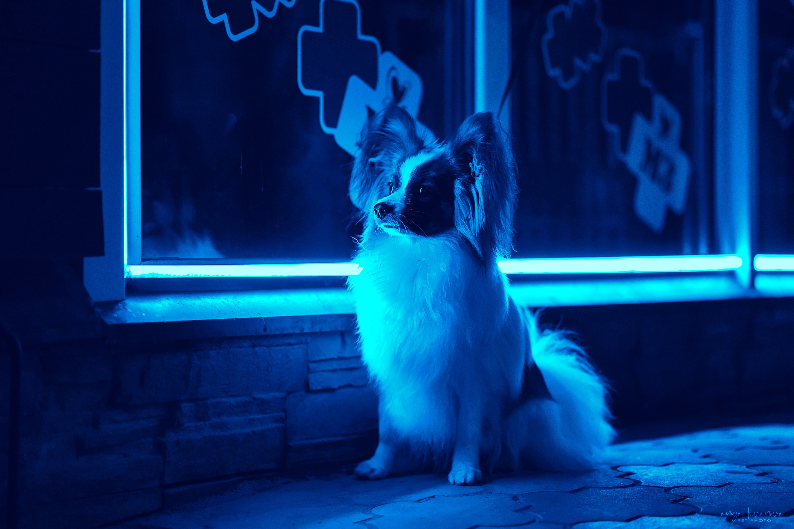 Хьюстон. Фотограф анималист Аня Ливанова | Рыбинск