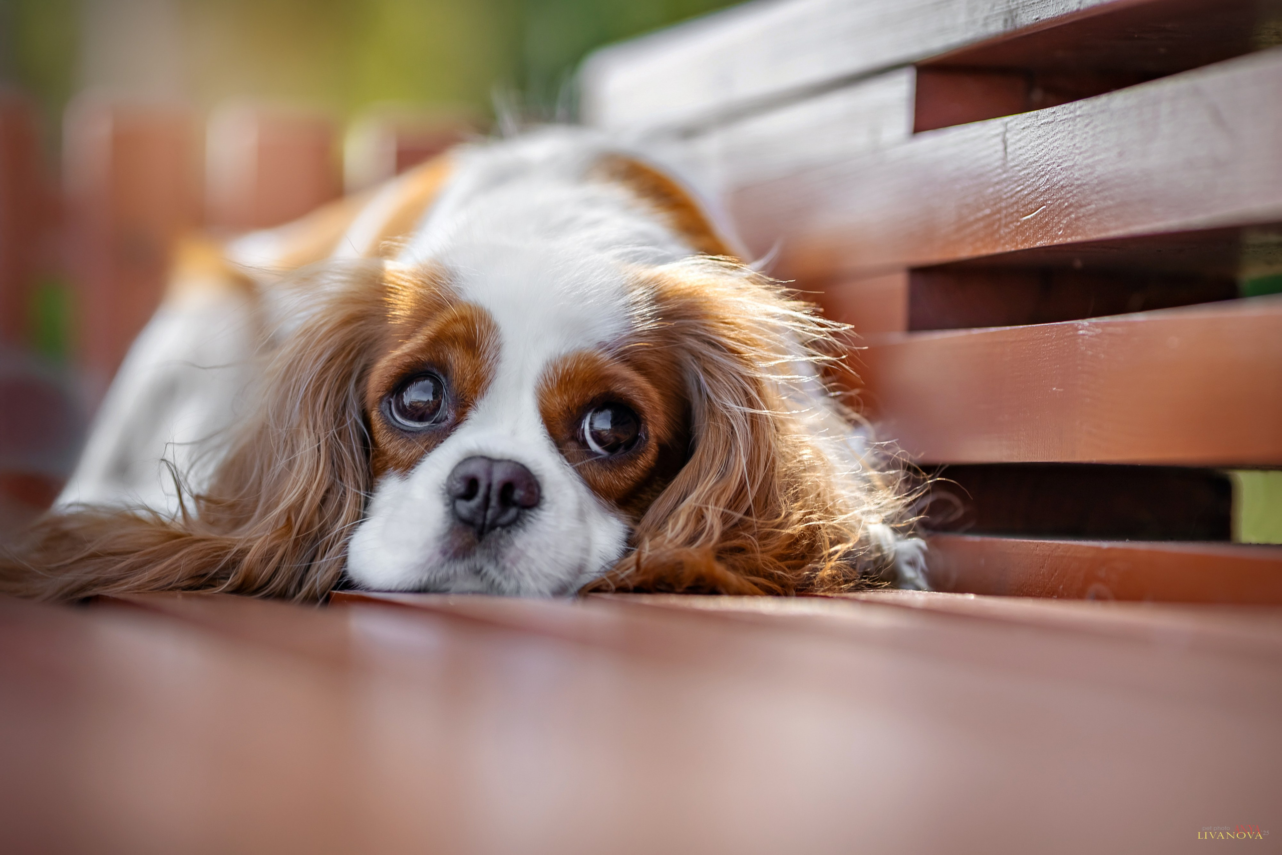 Аня и Миля. Фотограф анималист Аня Ливанова | Рыбинск