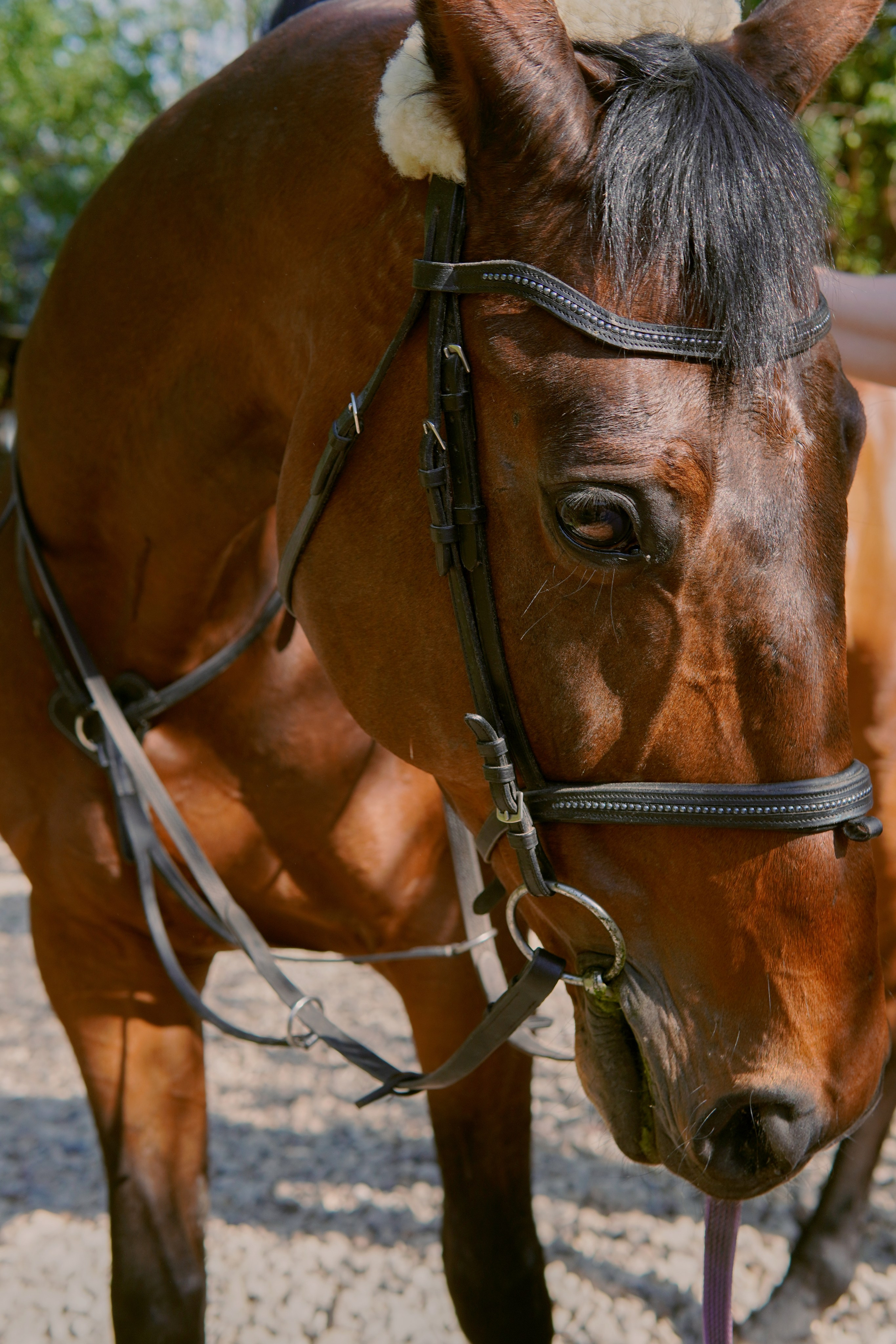 Место Силы Николая Павлова. Фото | Видео Контент Мишель Ватаманюк